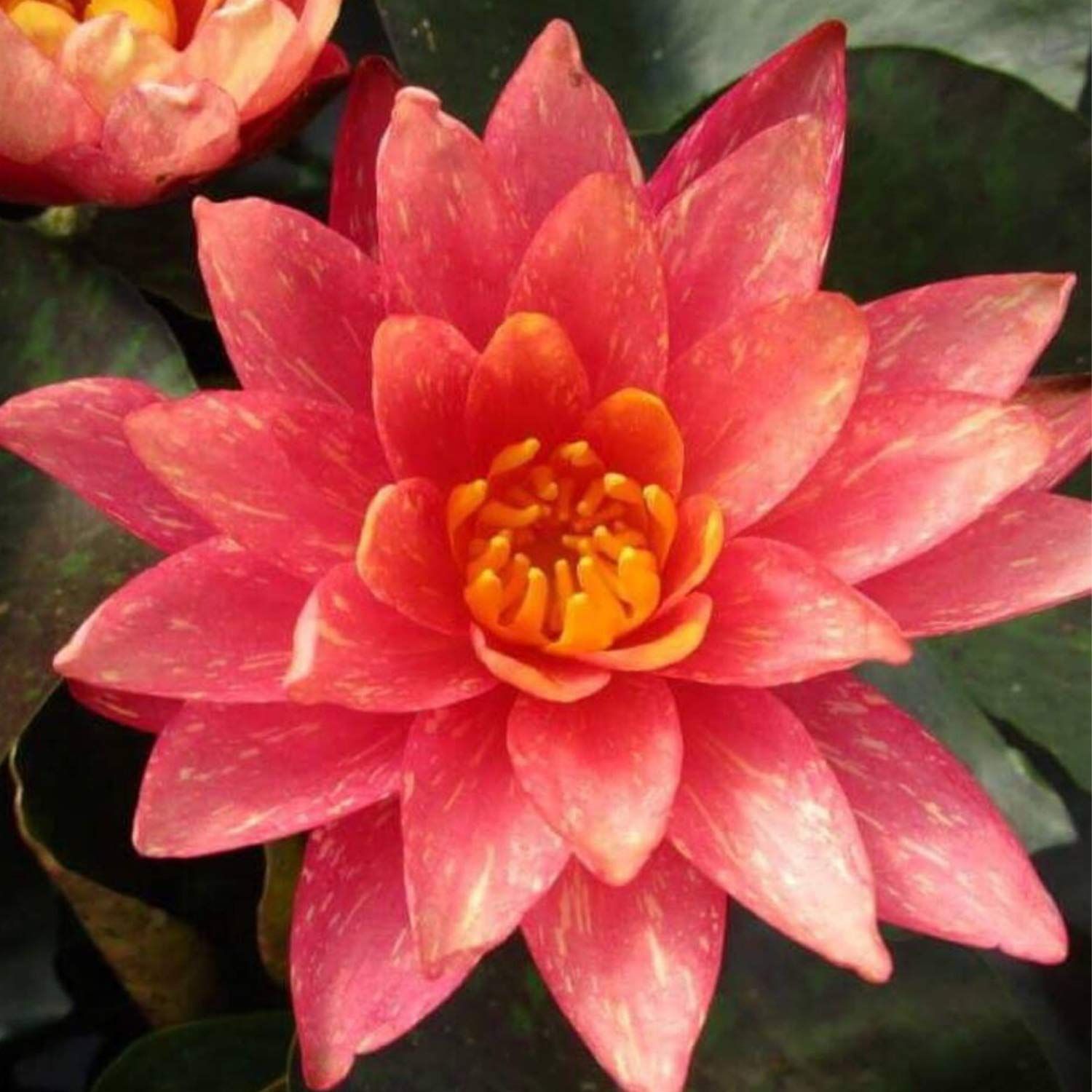 Planterest - Nymphaea Wanvisa Red Hardy Water Lily 1 Rhizome Live Aquarium Plant BUY2GET1FREE