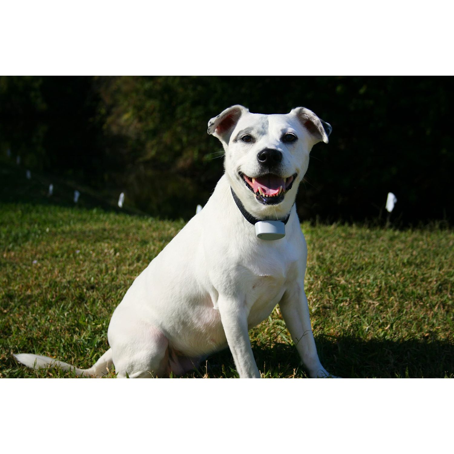 Perimeter Technology - R21 Invisible Fence Compatible Dog Collar - 7K Frequency