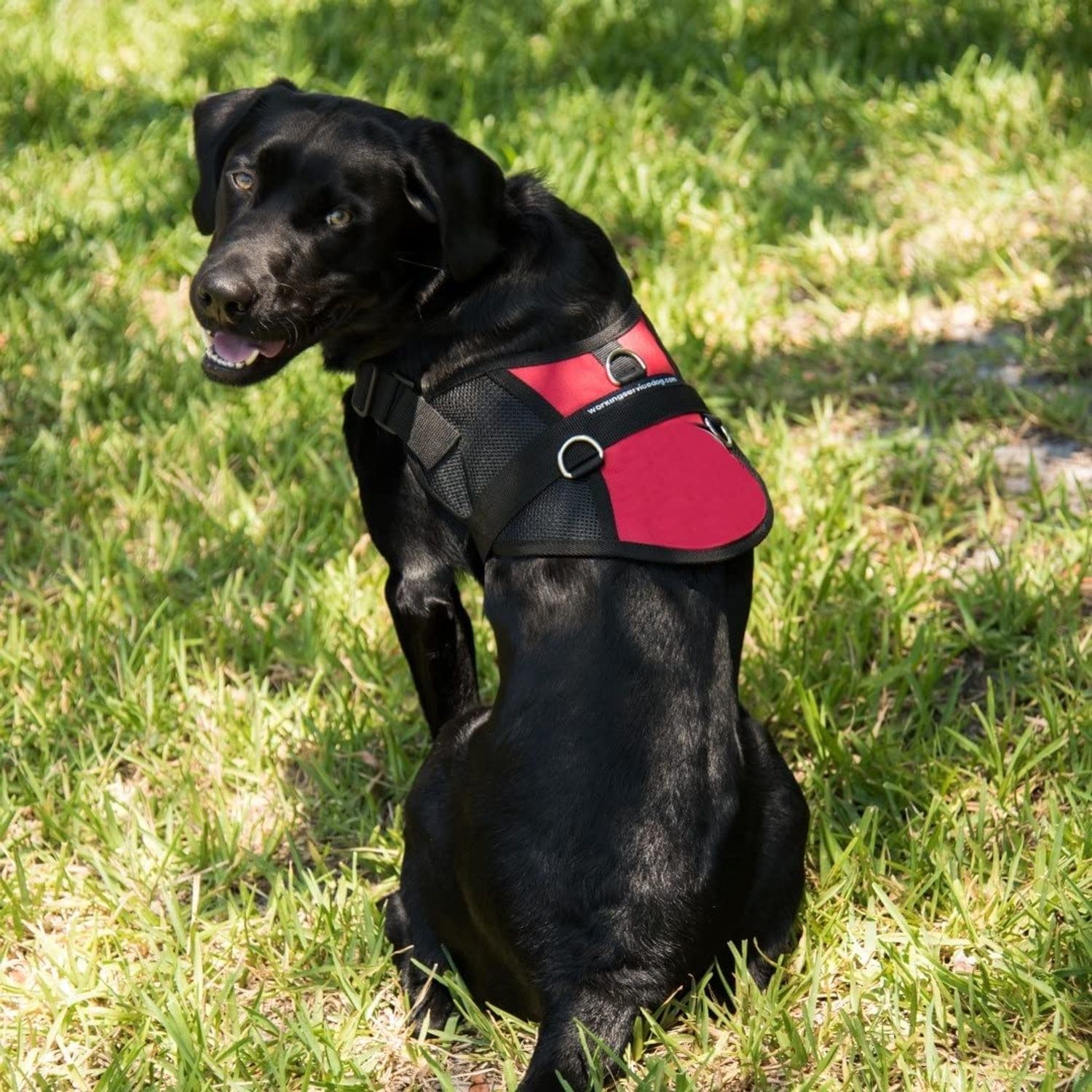 Mesh Dog Vest | Lightweight Cooling Dog Harness | No Pull Dog Harness | Includes Two Pet Emergency Care Cards (Red, 32" - 36" Girth)