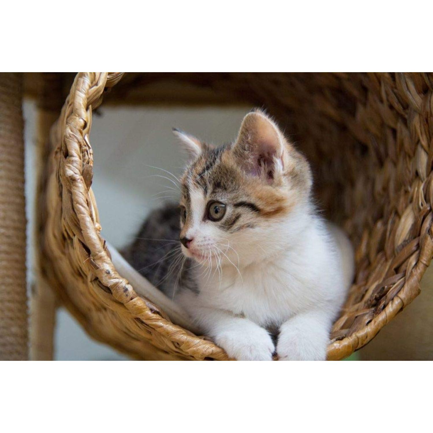 I LOVE MY PETS LLC cat Heart Supplements - CAT Immune Support - Booster - Healthy Supplement - cat Skin Supplement - 180 Treats (3 Bottles)