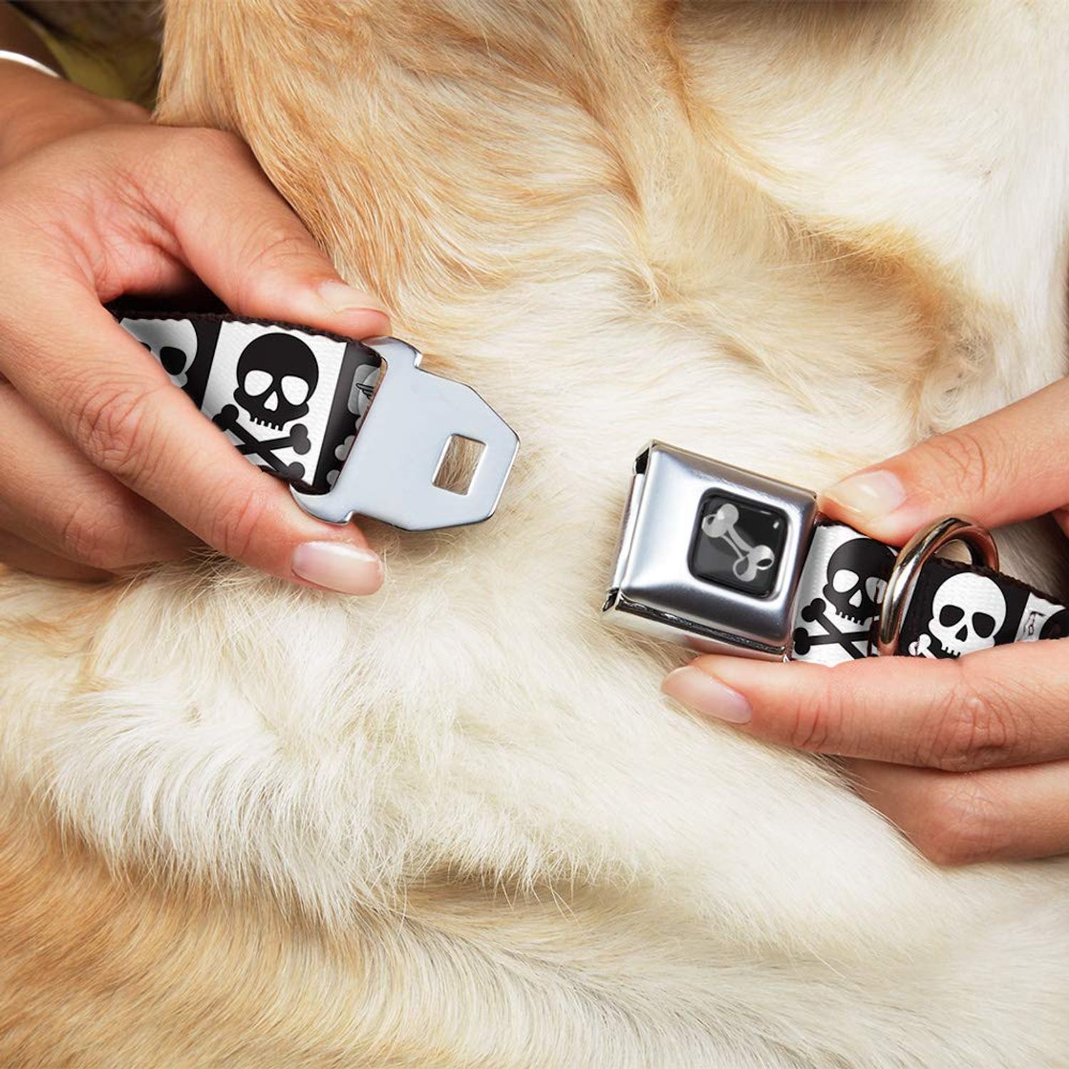 Dog Collar Seatbelt Buckle Skull Cross Bones Blocks Black White White Black 11 to 17 Inches 1.0 Inch Wide