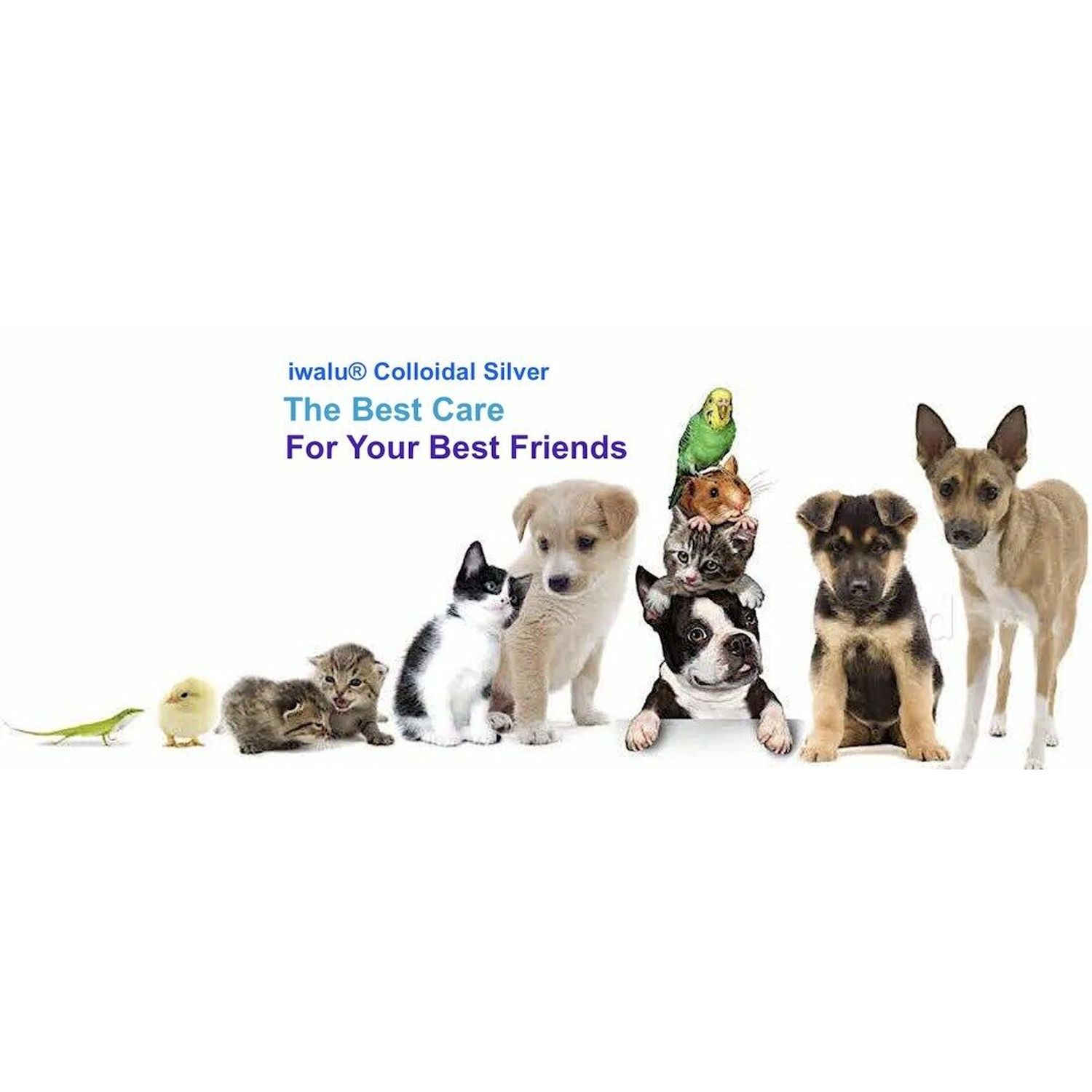 dog treatment for ringworm Tinea capitis pet safe antifungal, easy no sting 8oz