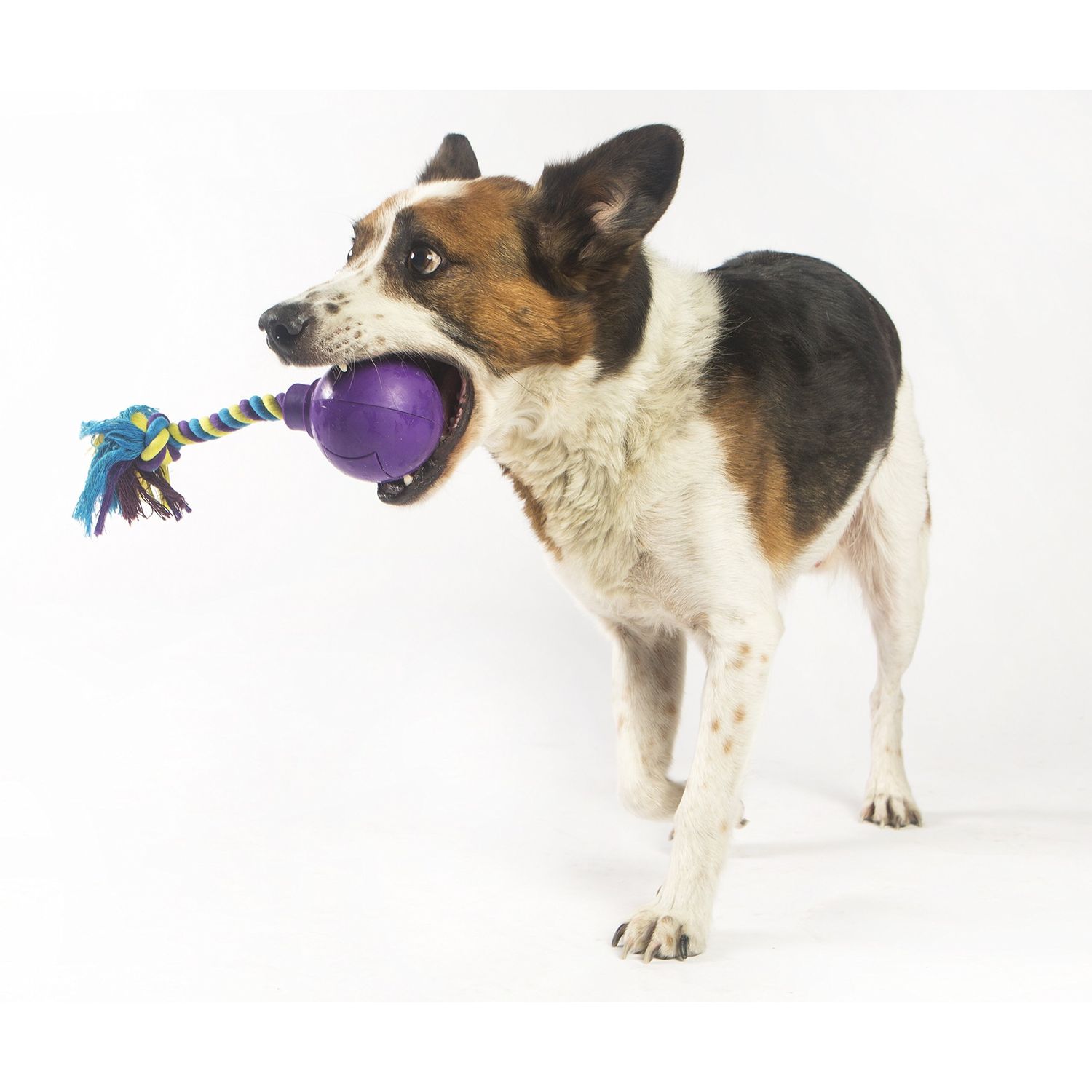 R2P Group Zany Bunch Rope Twister Electronic Dog Toy - Assorted Colors