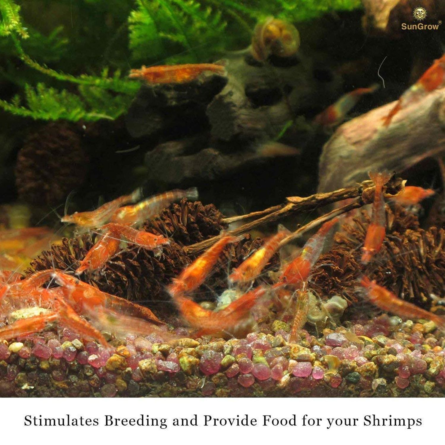 SunGrow Alder Cones for Shrimps, Water Conditioner for Freshwater Shrimp Tanks, Aquarium Decorations & Accessories, 1”, 50 Cones per Pack