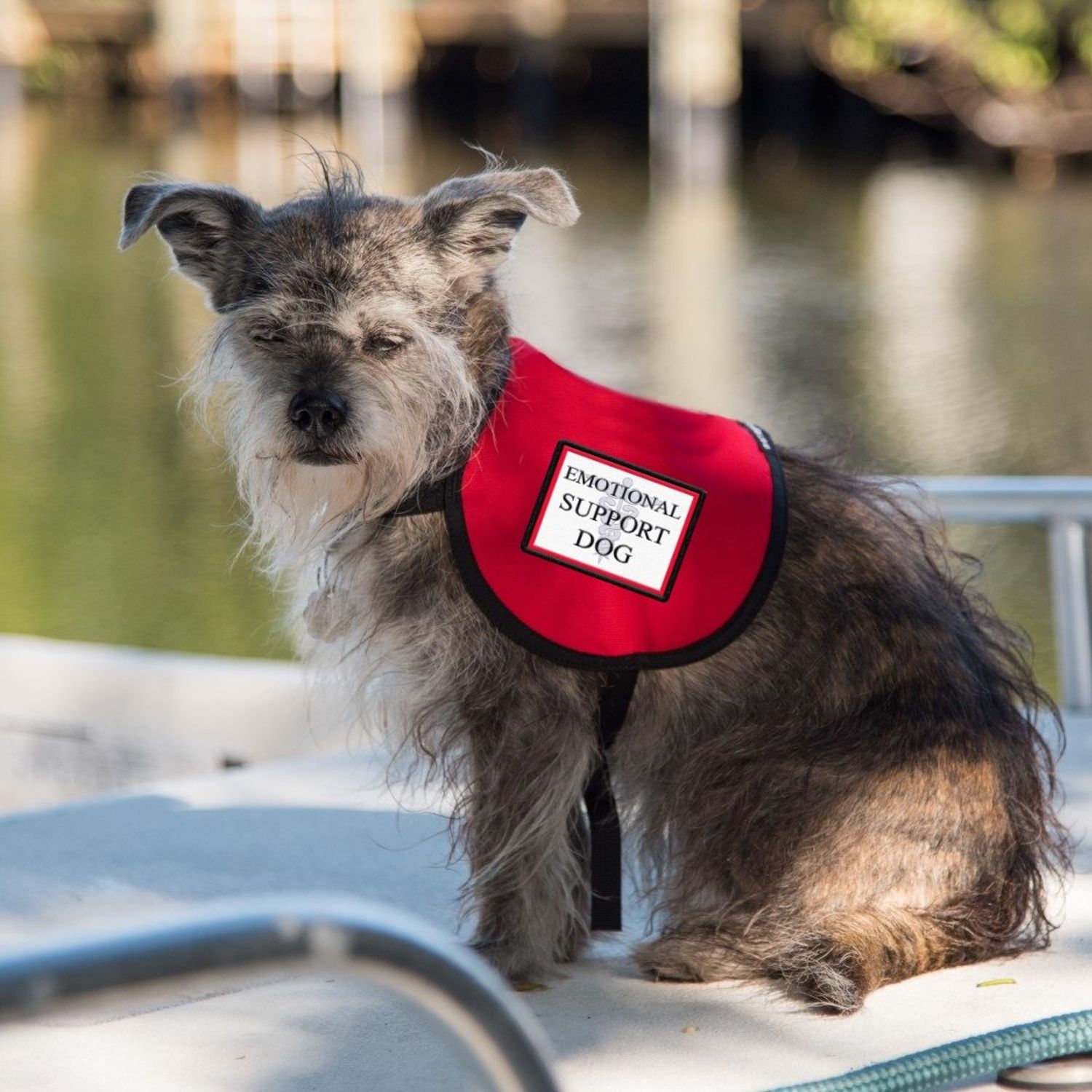 Emotional Support Dog Vest - Complete with Two Patches (4-7 Pounds, RED) - Includes 5 Federal Law ESA Handout Cards