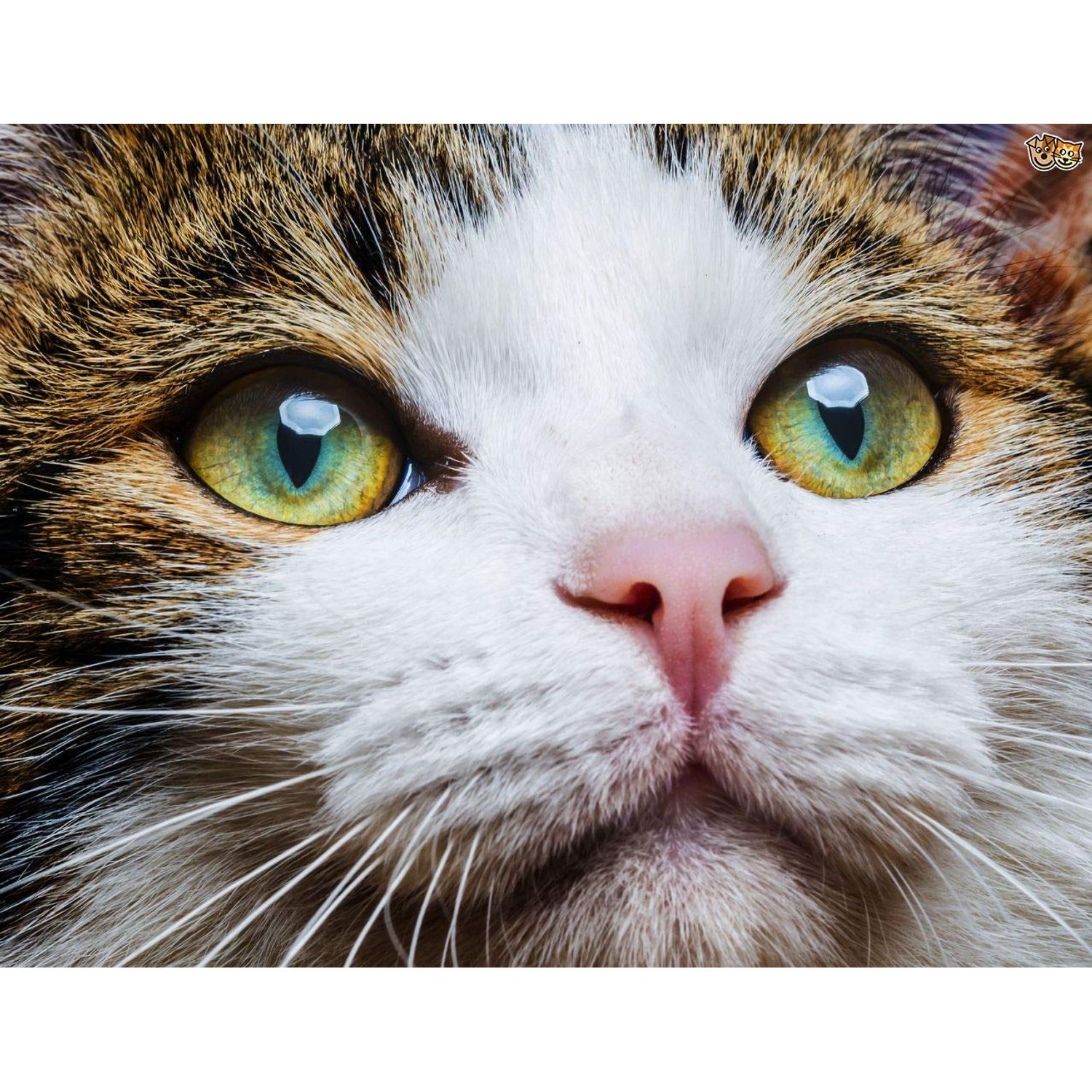 I LOVE MY PETS LLC cat Treats for Eyes - CAT Eye Health Complex - Premium Benefits - Real Support - Vitamin c for Cats Pills - 2 Bottles (120 Treats)