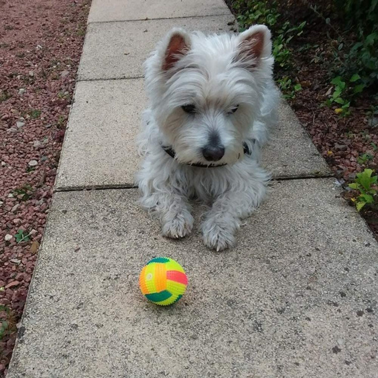 Dreamxue Flashing Football Shape LED Light Sound Bouncy Ball Funny Kids Pet Dog Toy Interactive Dog Toy, Xmas Gifts
