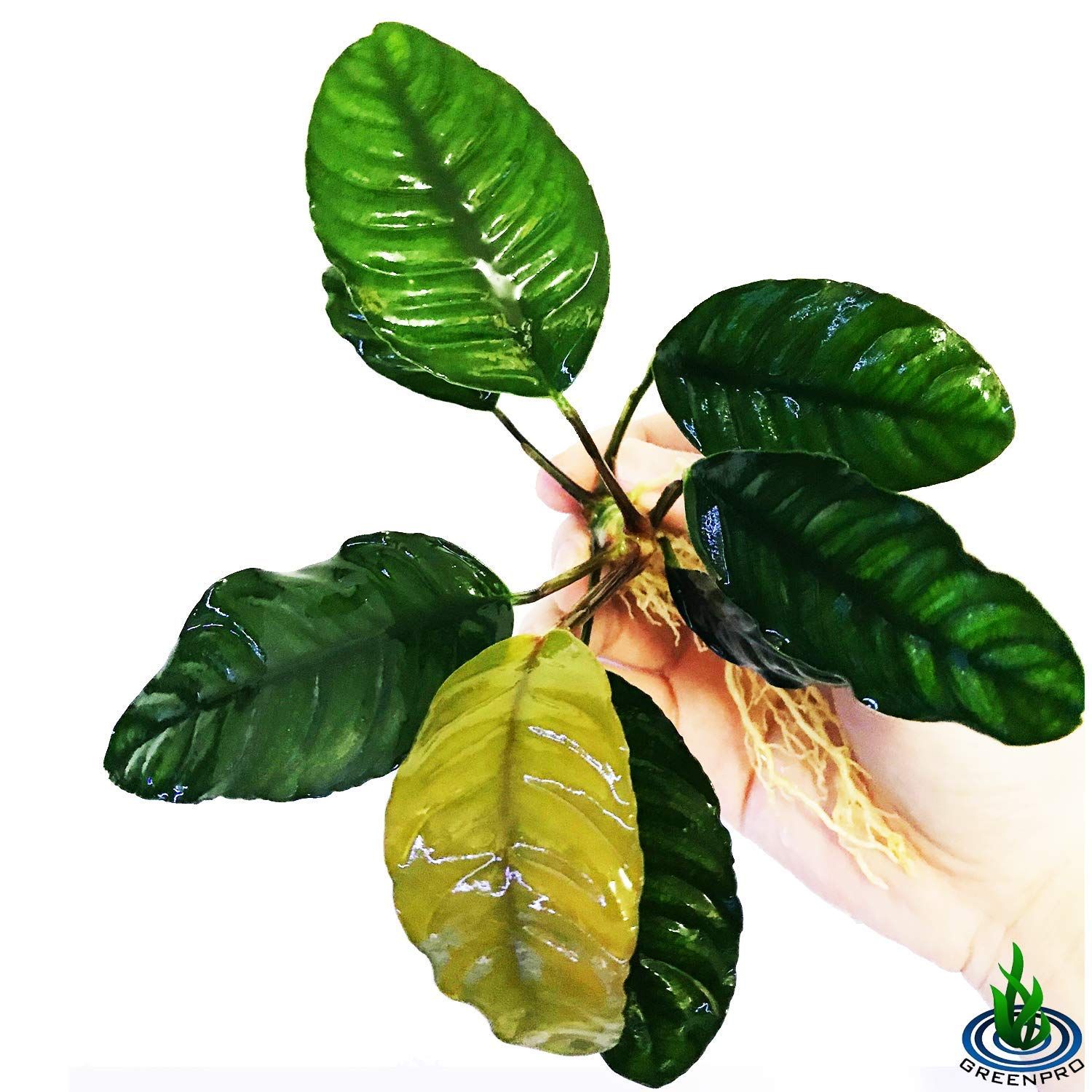 Greenpro Anubias Coffeefolia Loose Live Aquarium Plant Easy 100% Snail Free Guanteed