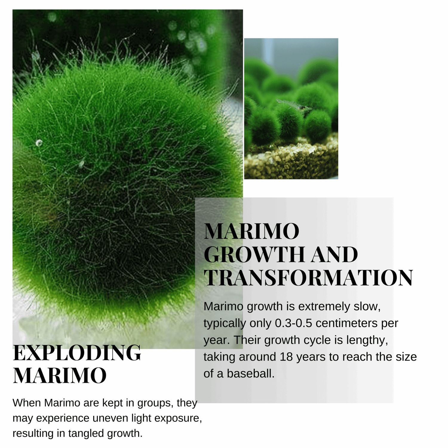 6 PCS Live Marimo Moss Ball Pet Kokedama for 20 Gallon Aquarium