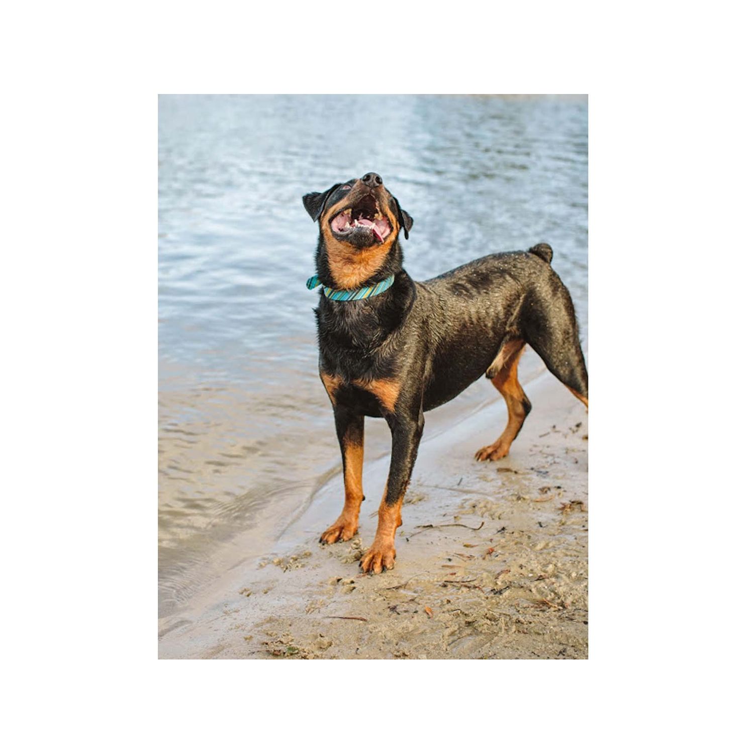 Dublin Dog Koa Collection Oxford 12.5 by 17-Inch Dog Collar, Medium, Apple Orchard