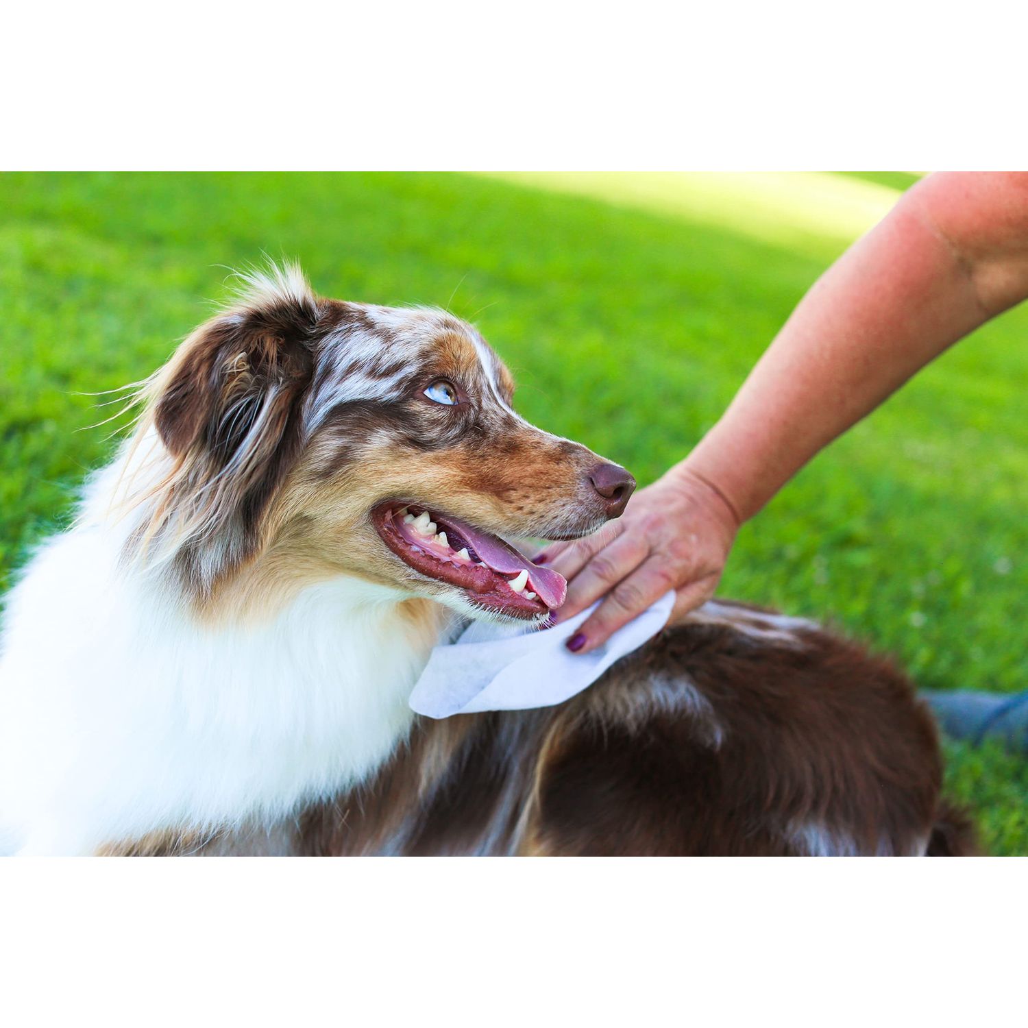 earthbath, Oatmeal & Aloe Grooming Wipes - Dog Wipes for Paws and Butt, Best Pet Wipes for Dogs & Cats, Helps Relieve Itchy & Dry Skin, Made in USA, Cruelty-Free - Vanilla & Almond 100 Count (1 Pack)