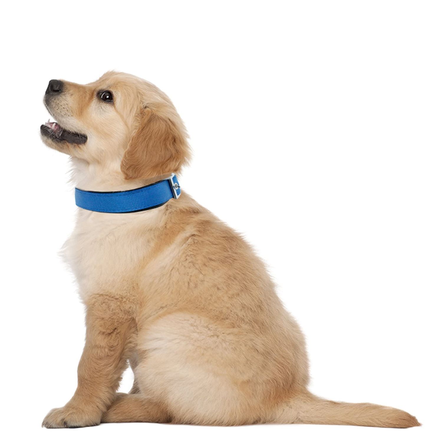 Downtown Pet Supply Deluxe Dog Collar - Padded Adjustable Dog Collar with Metal Buckle & D-ring - Machine Washable & Water Resistant Thick Dog Collar - Blue - S - Small Dog Collar