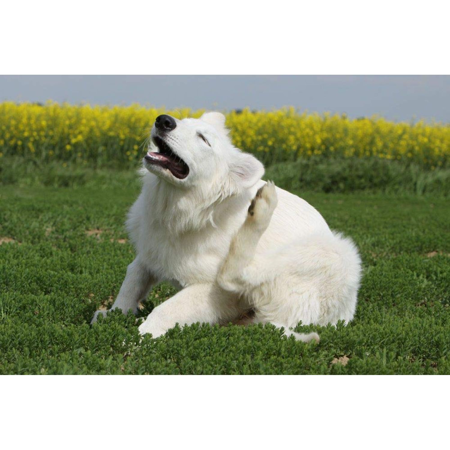 I Love My Pets Immune Booster Dogs - Dog Allergy Relief - Itch Relief - Premium Quality - Burdock for Dogs - 3 Bottles (225 Treats)