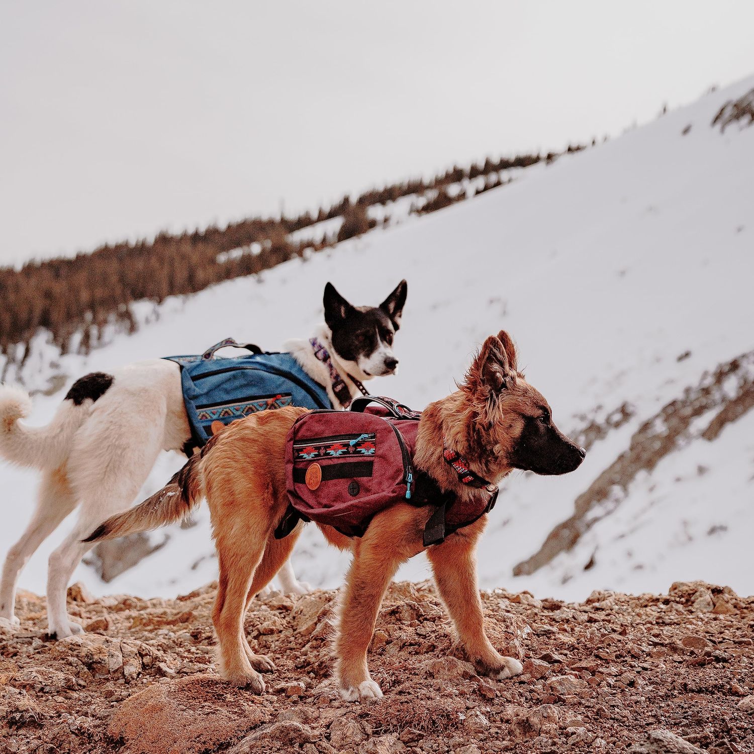 Wilderdog Dog Backpack with Built in Harness and Back-Mounted D-Ring Leash Attachment, Handle, Two Saddlebags with 4 Total Pockets, Built in Poop Bag Dispenser (Pacific Blue, Small)