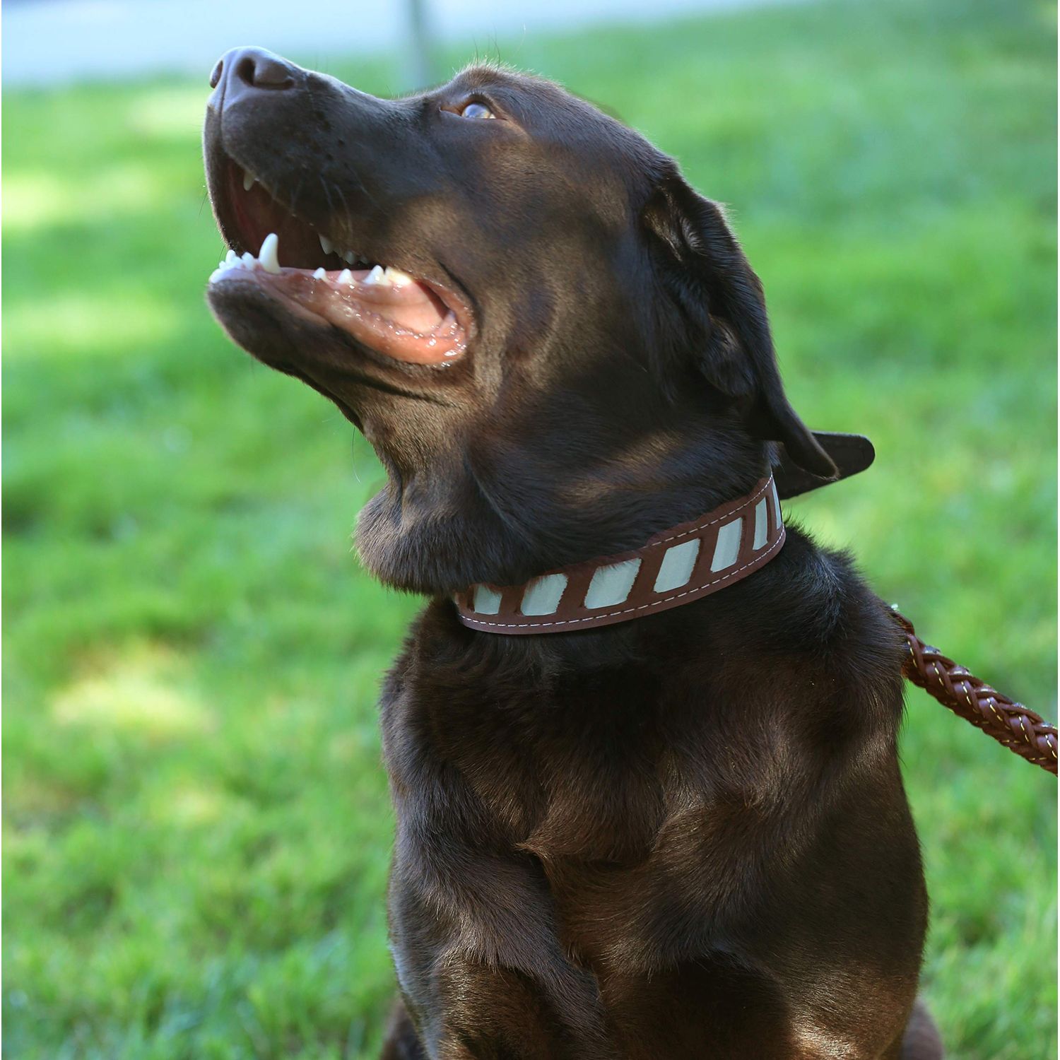Dogs My Love Genuine Leather Reflective Dog Collar 26"x1.5" Brown Fits 18"-23" Neck