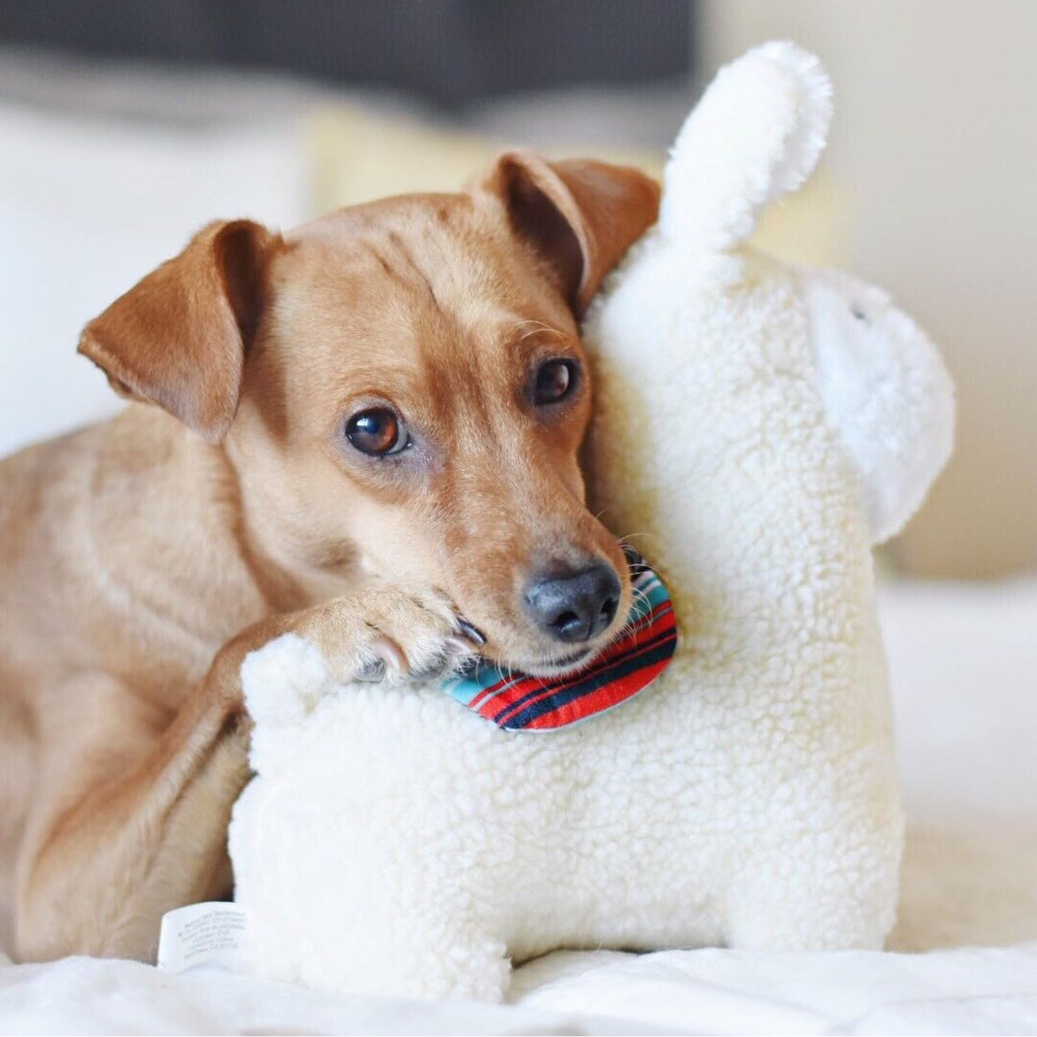 ZippyPaws Zp901 Storybook Snugglerz - Liam The Llama Dog Toy