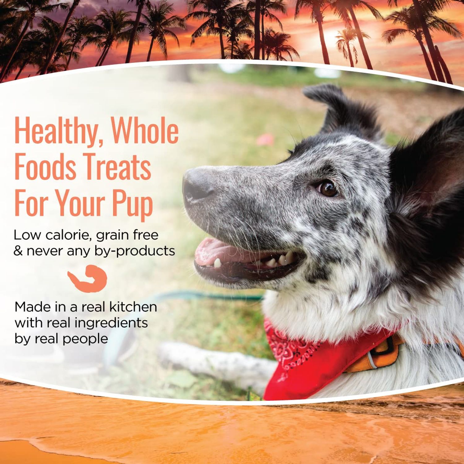 Smart Cookie All Natural Dog Treats - Shrimp & Coconut - Healthy Dog Treats for Allergies, Sensitive Stomachs - Soft Dog Treats, Chewy, Grain Free, Human-Grade, Made in The USA - 5oz Bag, 1 Pack
