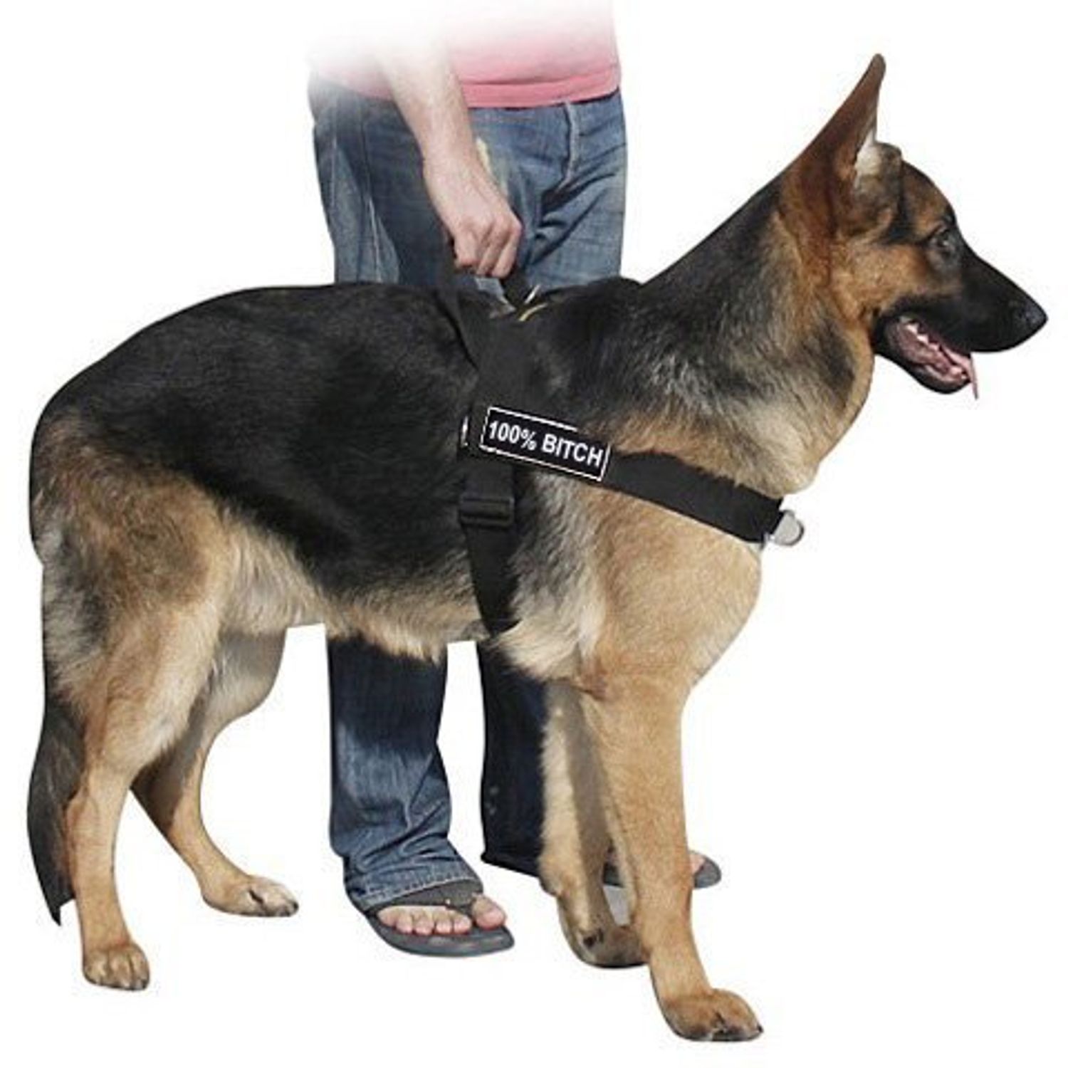 Dean & Tyler D&T UNIVERSAL 100BITCH BK-L DT Universal Fun No Pull Dog Harness, 100% Bitch, Large, Fits Girth, 79cm to 107cm, Black
