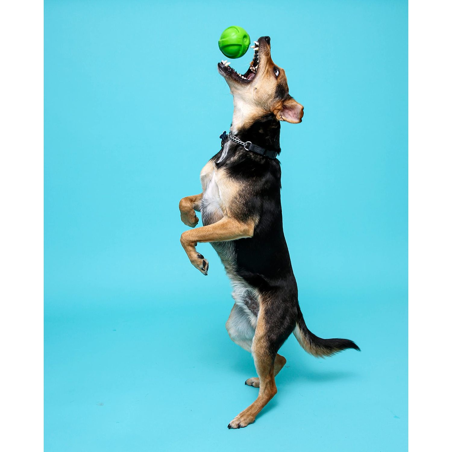Hartz Dura Play Bacon Scented Squeak Ball Dog Toy for Small Breeds, 3 Pack