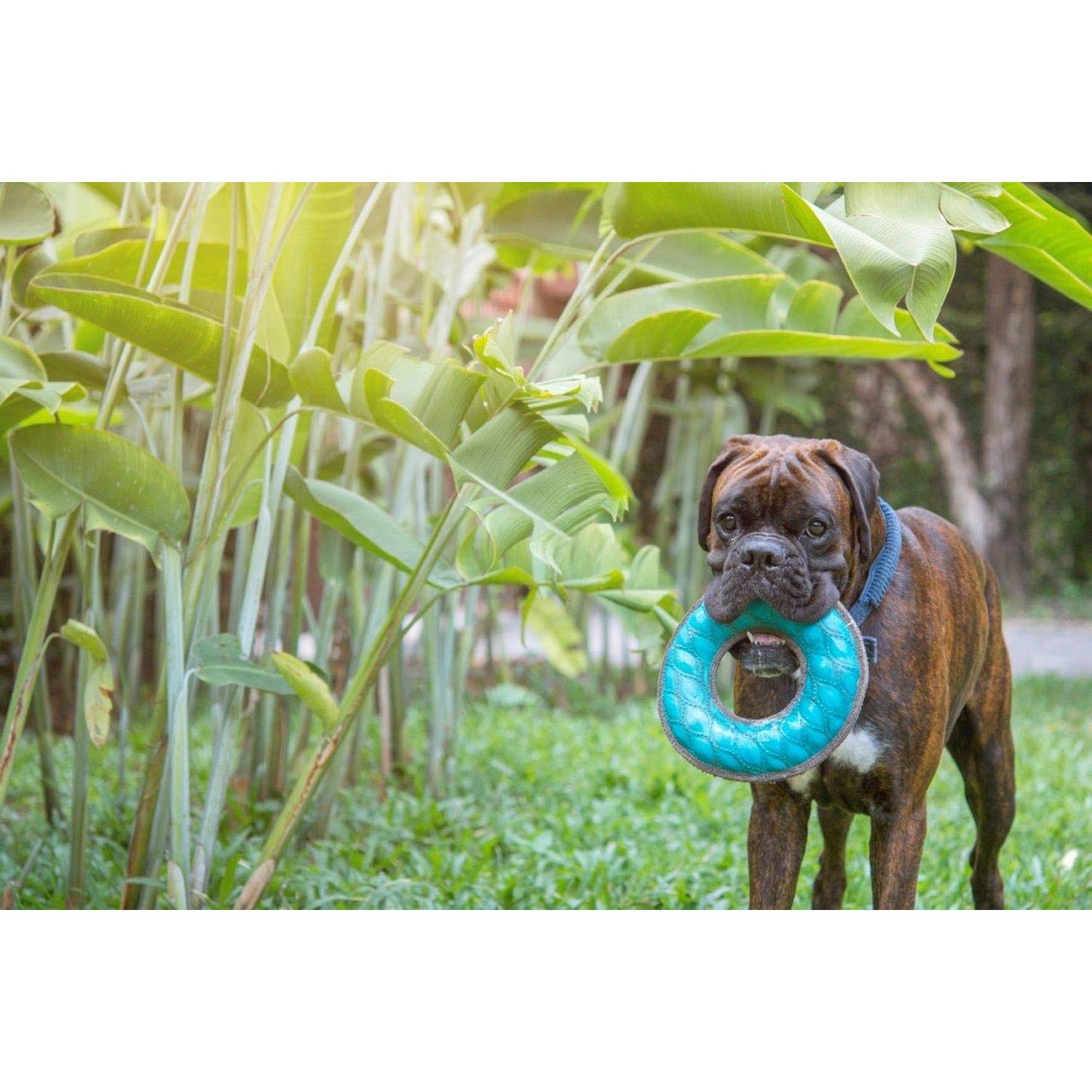 SuperChewy Tough Floating Dog Water Toy Strong Natural Rubber | Great Dog Fetch Toy | Pool Swimming Toy for Puppy| Durable Training Toy for Non-Aggressive Chewers