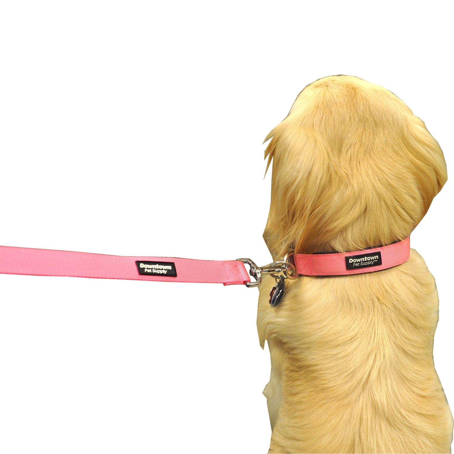 Downtown Pet Supply Deluxe Dog Collar - Padded Adjustable Dog Collar with Metal Buckle & D-ring - Machine Washable & Water Resistant Thick Dog Collar - Blue - S - Small Dog Collar
