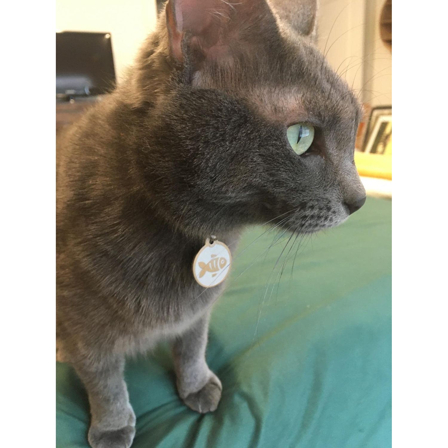 Stainless Steel Cat ID Tags - Engraved Personalized Cat Tags Includes up to 4 Lines of Text with Cat Shape