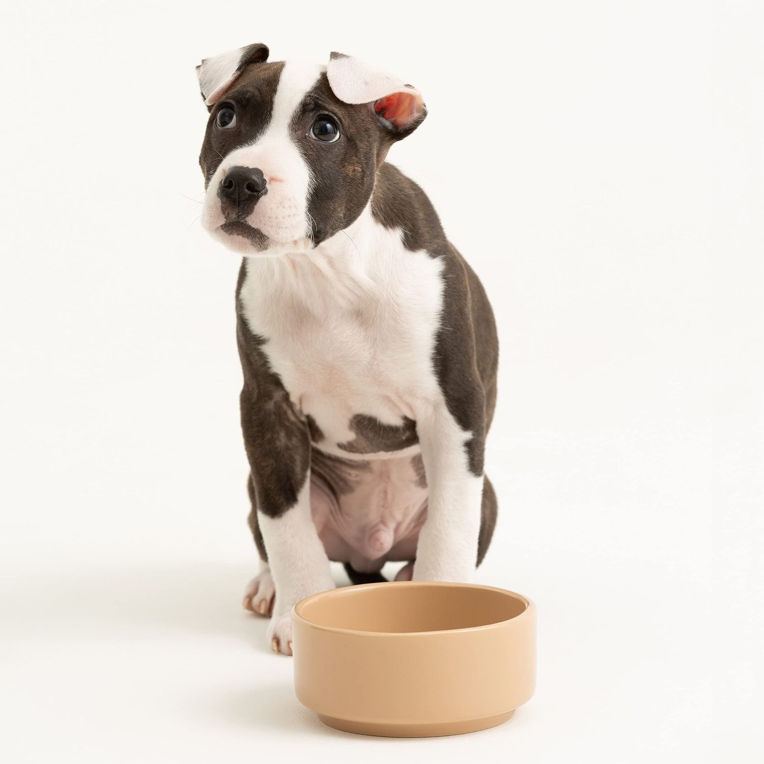 Mason Cash Cane Stoneware Pet Bowl, 13 cm