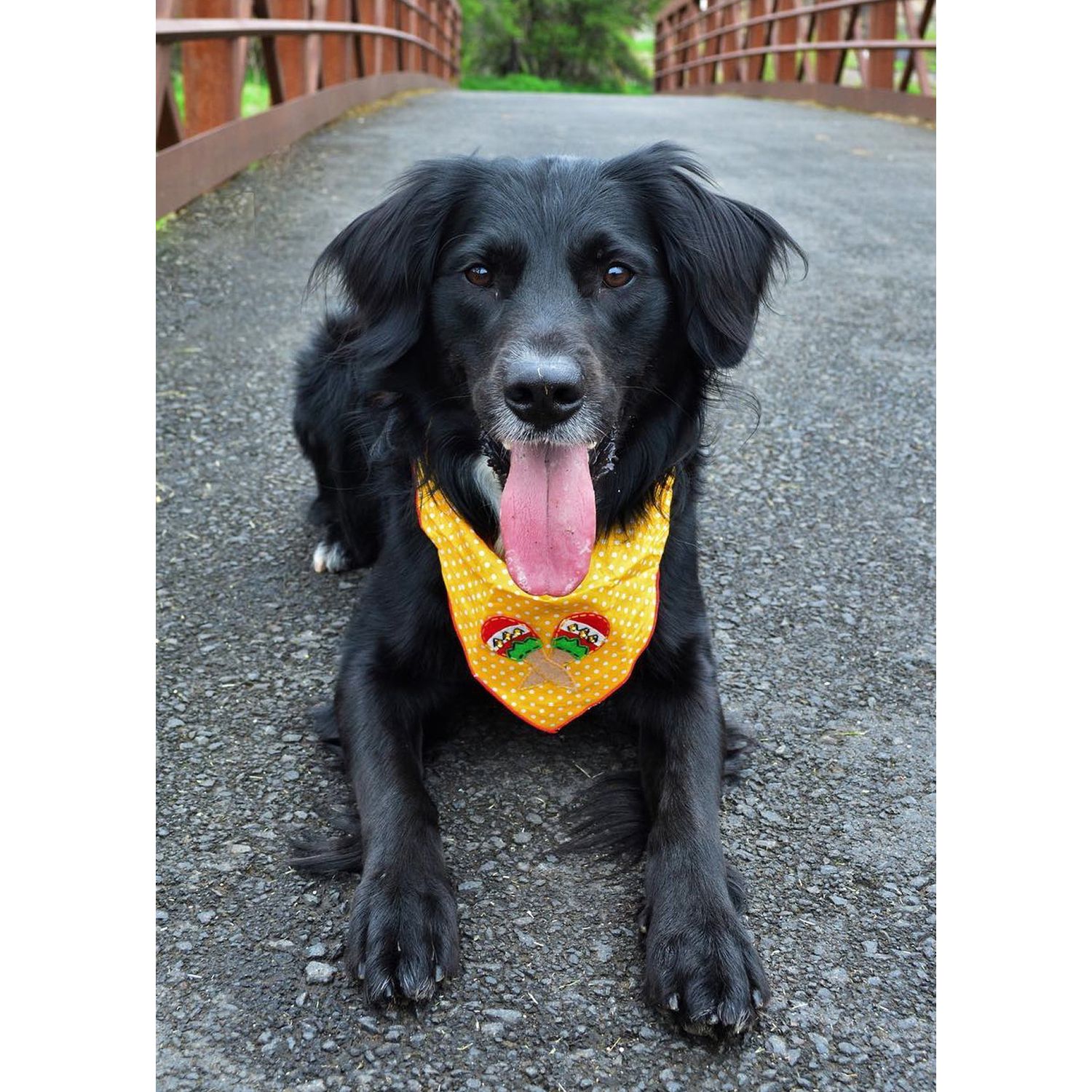 Tail Trends Cinco de Mayo Dog Maracas Dog Bandana for Medium to Large Sized Dogs - 100% Cotton