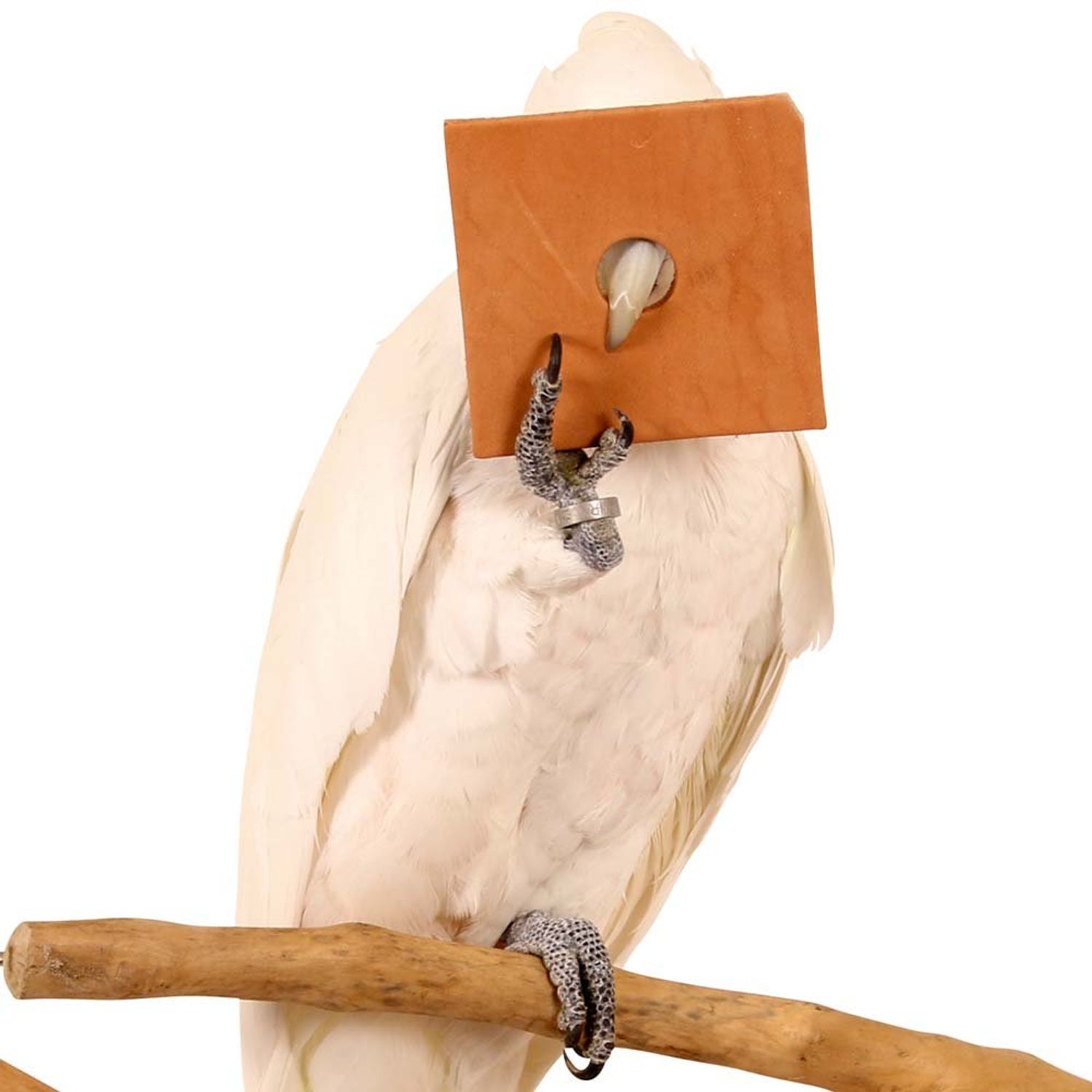 Zoo Max DUS231 Leather Squares 3x3in 10 pieces for Bird Toys