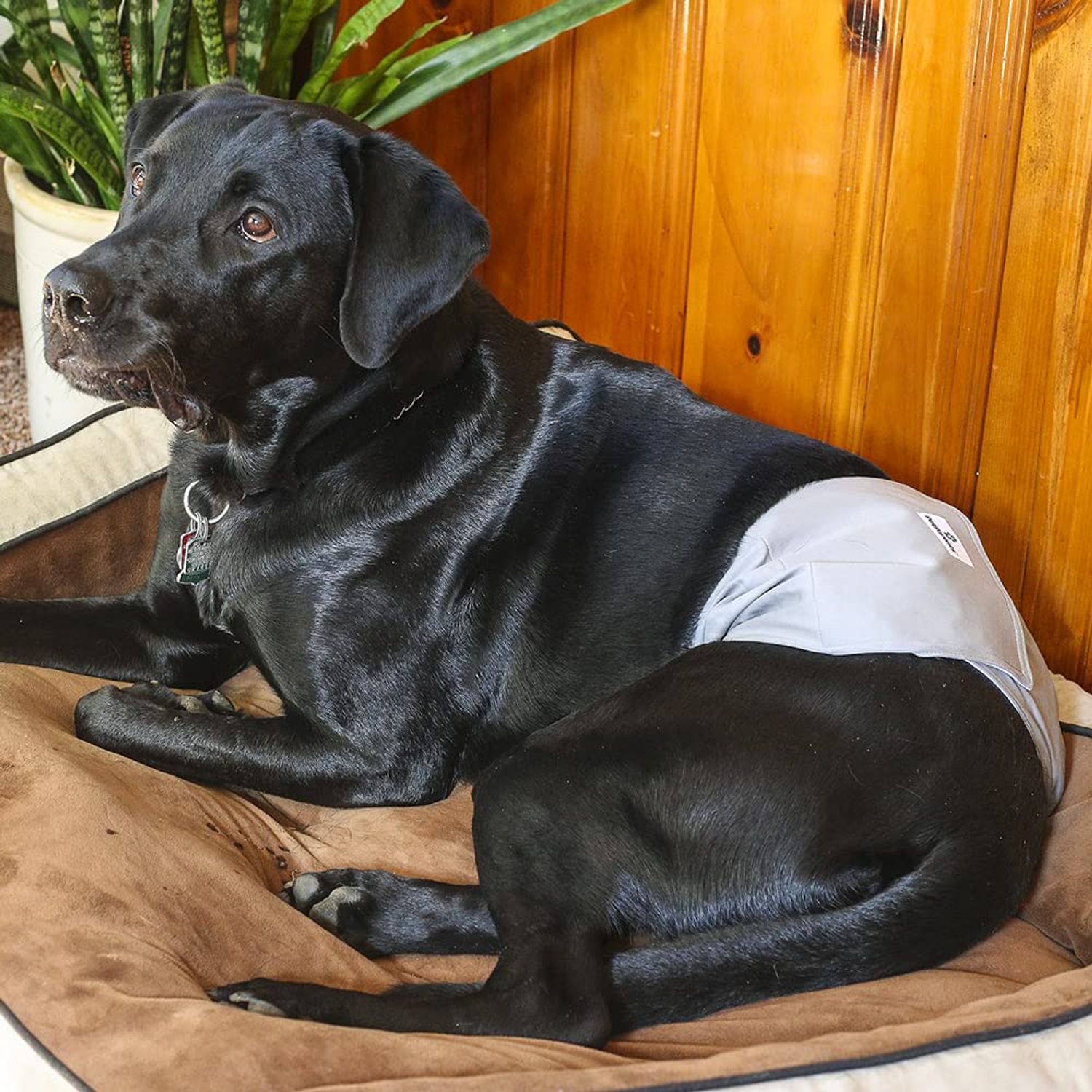 Pet Parents Premium Washable Belly Bands for Male Dogs & Extendrs, (3pack) of Male Dog Diapers & Male Dog Belly Bands, Color: Natural, Size: Medium Dog Diapers Male