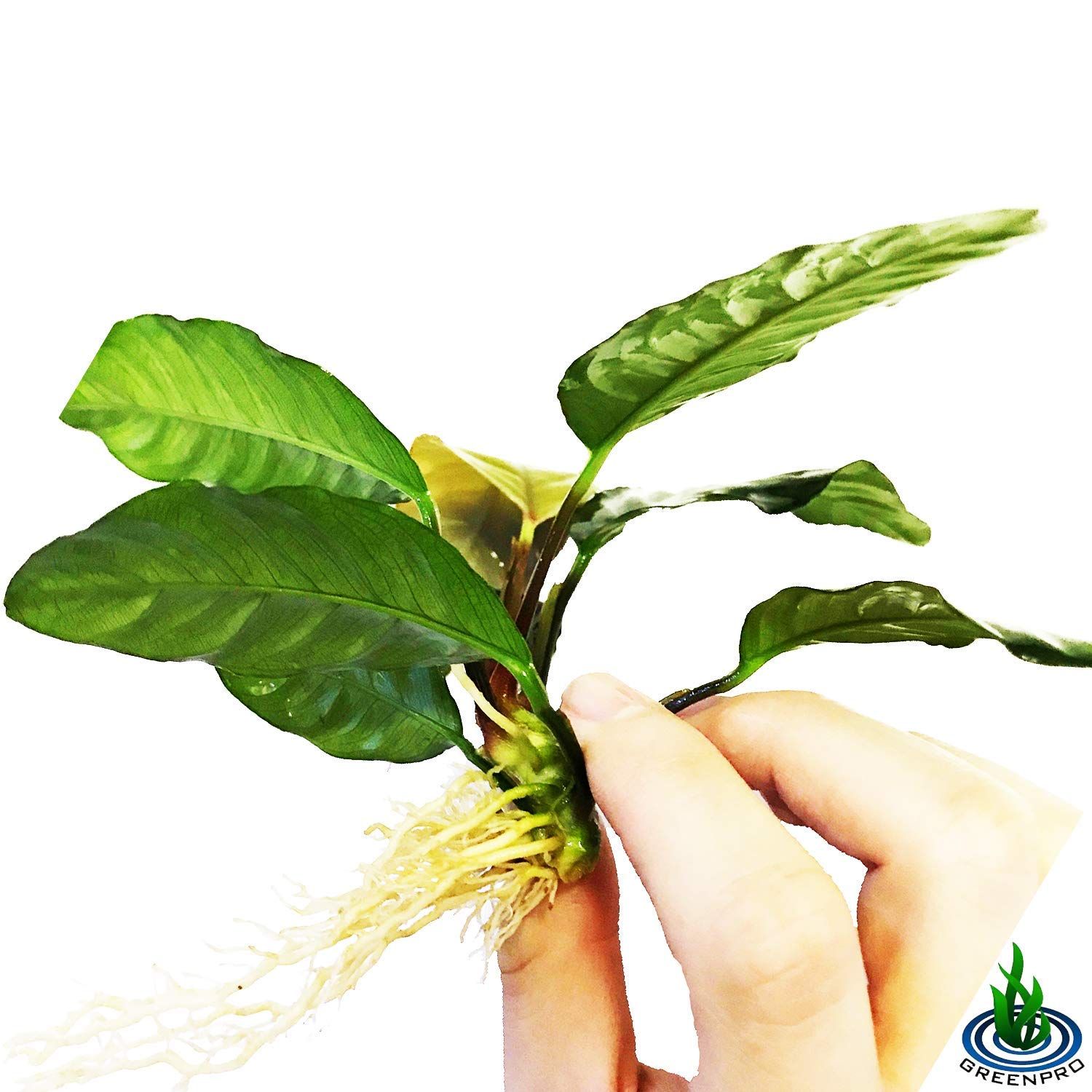 Greenpro Anubias Coffeefolia Loose Live Aquarium Plant Easy 100% Snail Free Guanteed