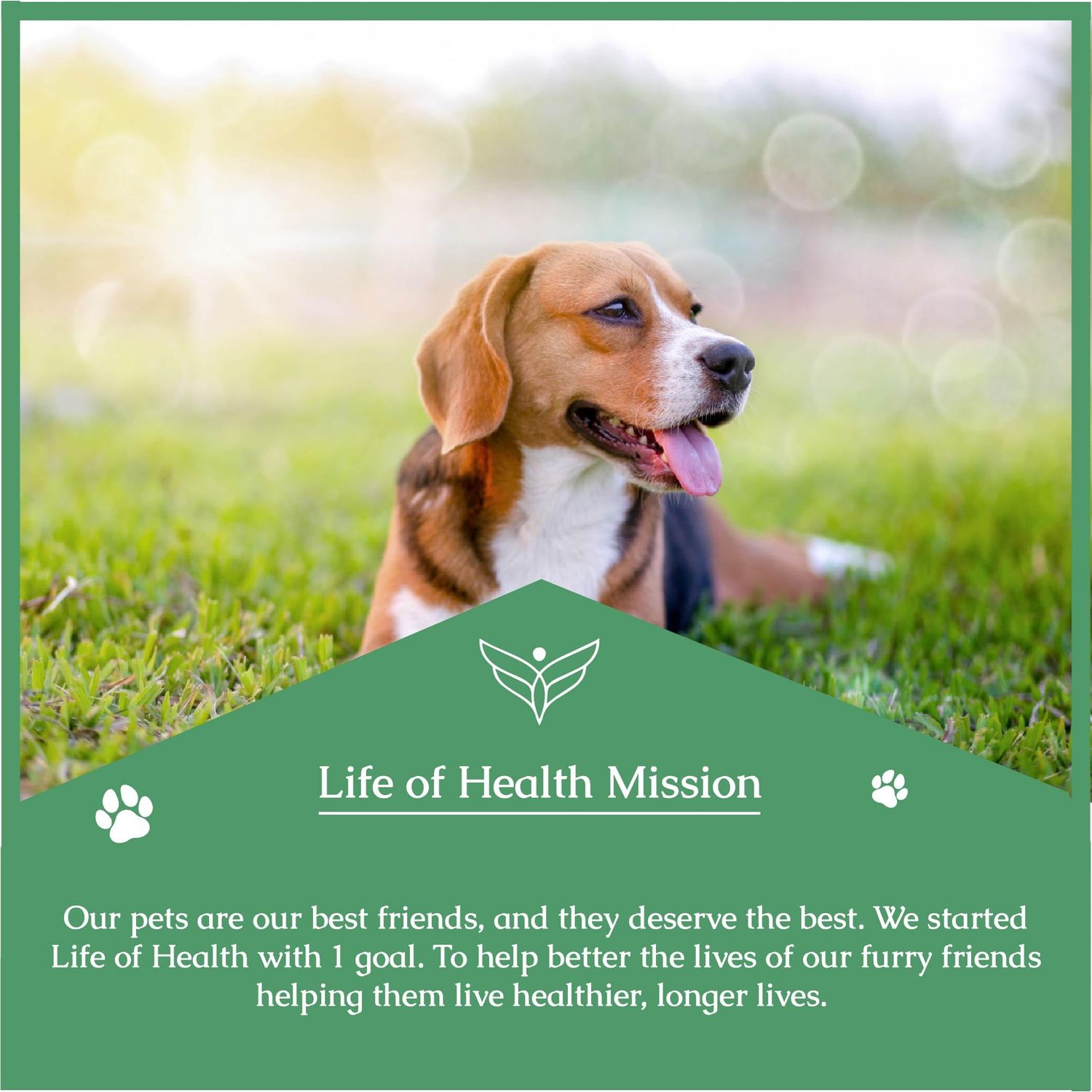 Quercetin for Dogs - Quercetin for Dogs Allergies - Dog Allergy Support - Dog Allergy - Quercetin - Quercetin Dog - Dog Allergies - Quercetin Supplements - Dog Allergy Relief - 1 fl oz