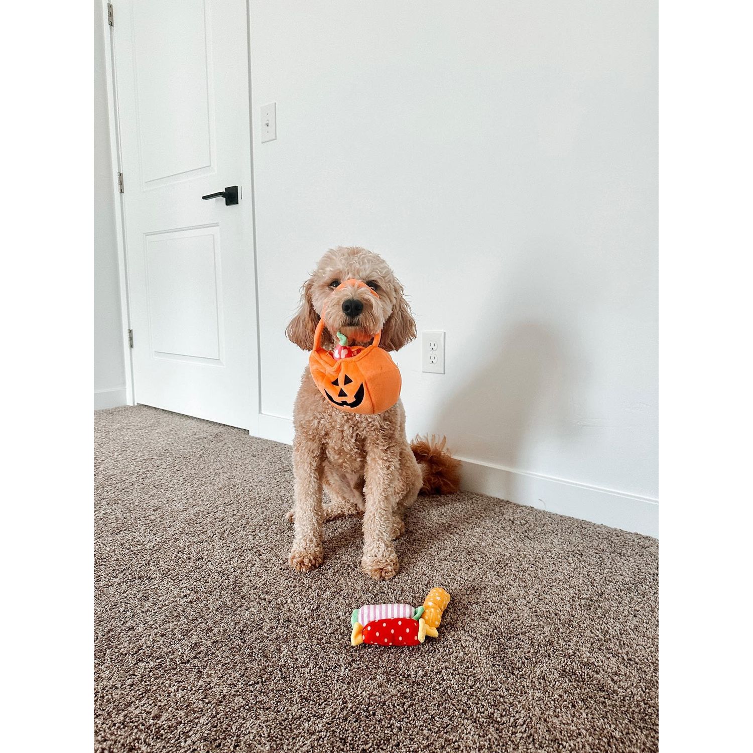 Midlee Find a Toy Halloween Pumpkin Bucket Dog Toy