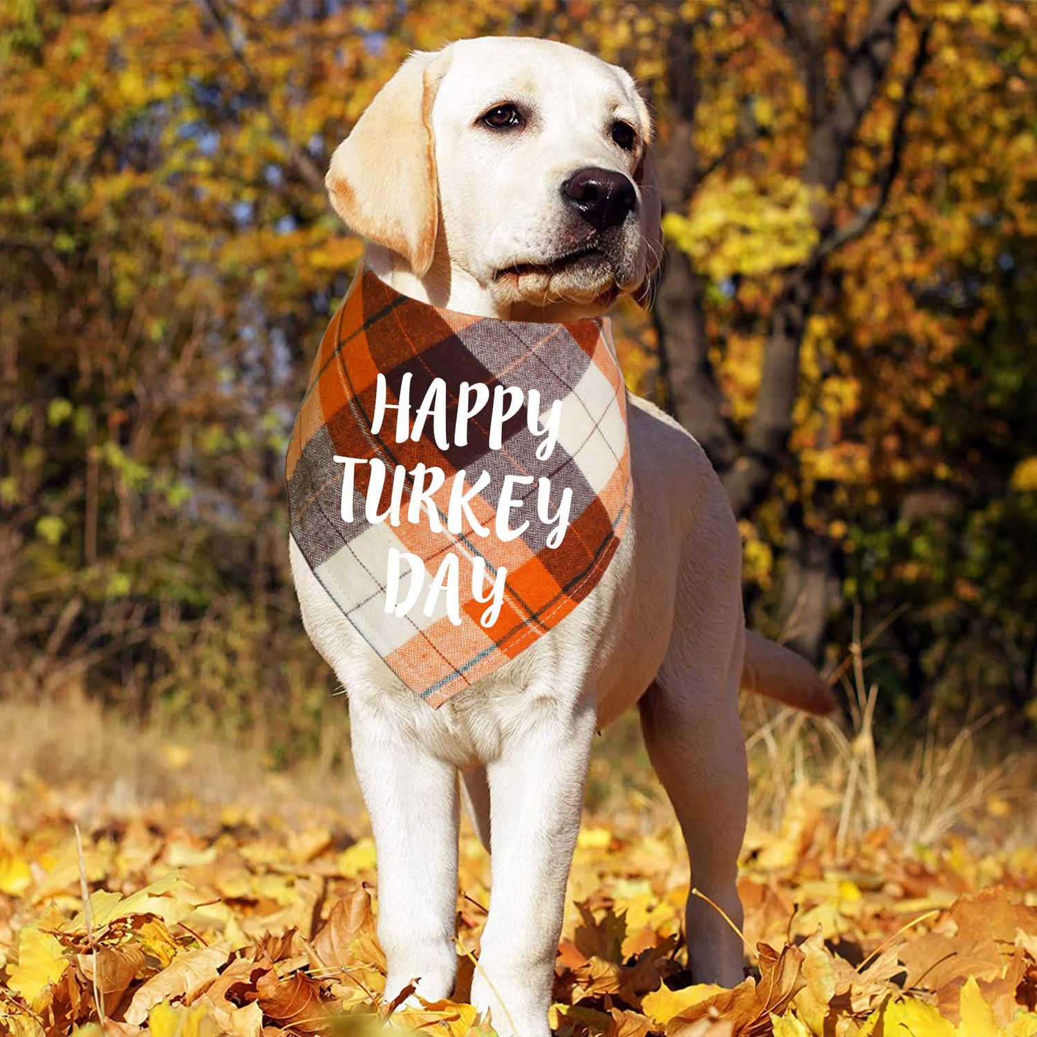 STMK Thanksgiving Day Dog Bandanas, 2 Pack Holiday Fall Plaid Dog Bandanas Scarf for Holiday Fall Halloween Thanksgiving Day Dog Puppy Costume (Turkey Taster & Happy Turkey Day)