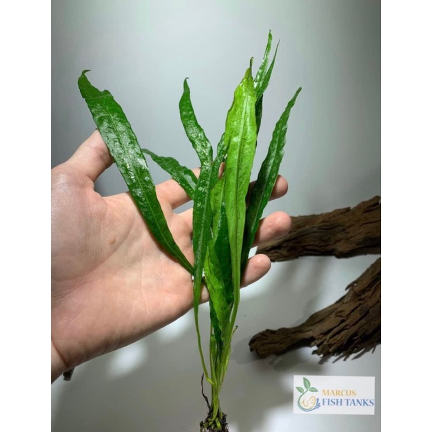 Marcus Fish Tanks - 3X Java Fern Microsorum Pteropus Easy Live Aquarium Plants Aquatic Fish Tank Plants