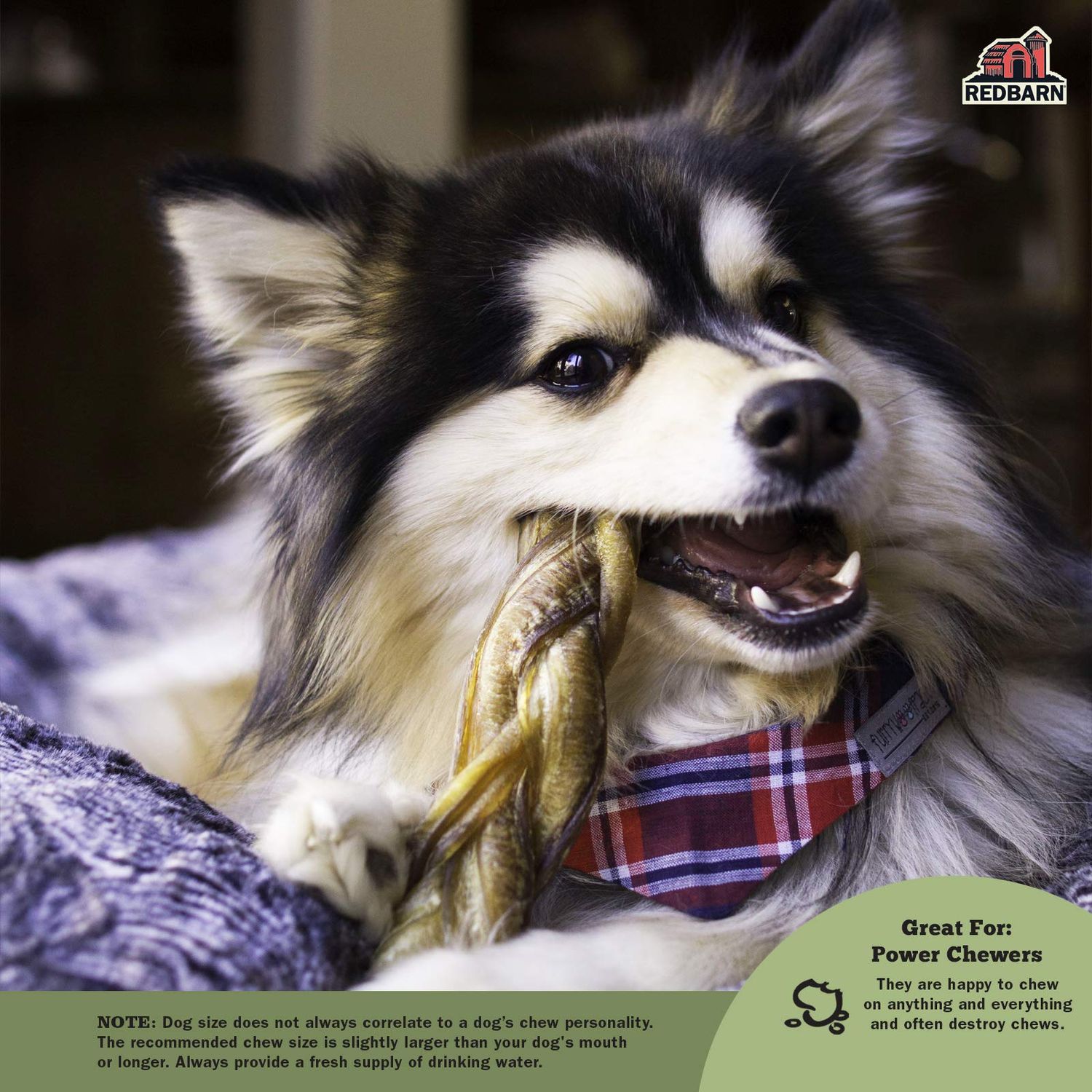 Redbarn Braided Bully Sticks 5" Dog Treats, 5-in chew, case of 30