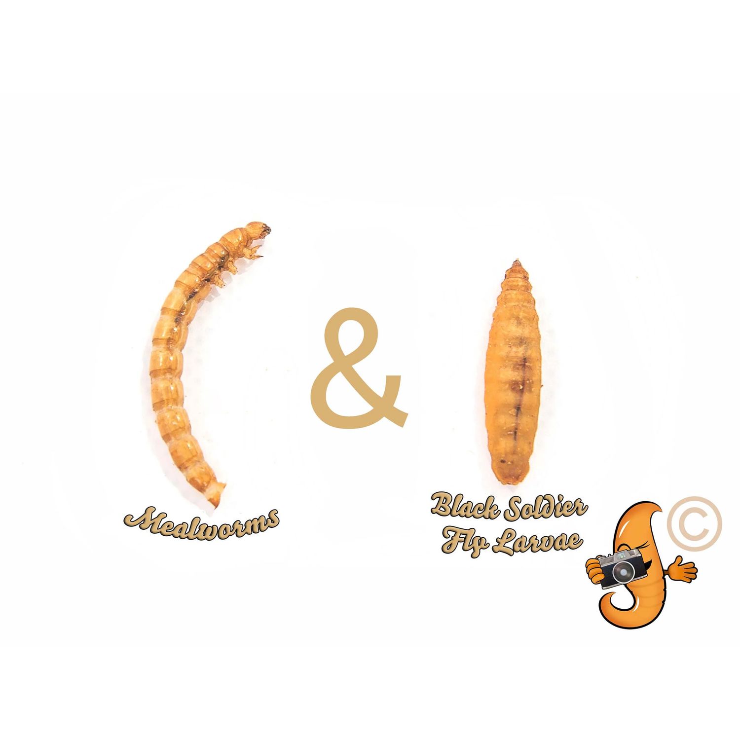 10lb  Chubby Mealworm & Black Soldier Fly Larvae Mix Chicken, Duck & Bird Treat