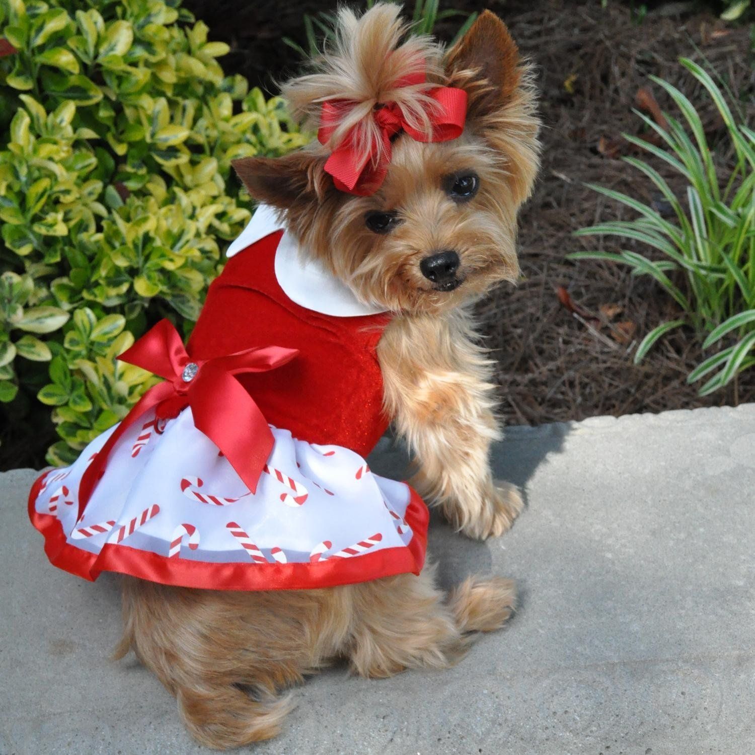 Holiday Dog Harness Dress w/Leash - Christmas Candy Canes by Doggie Design (XS (10" - 13" g x 8" l))
