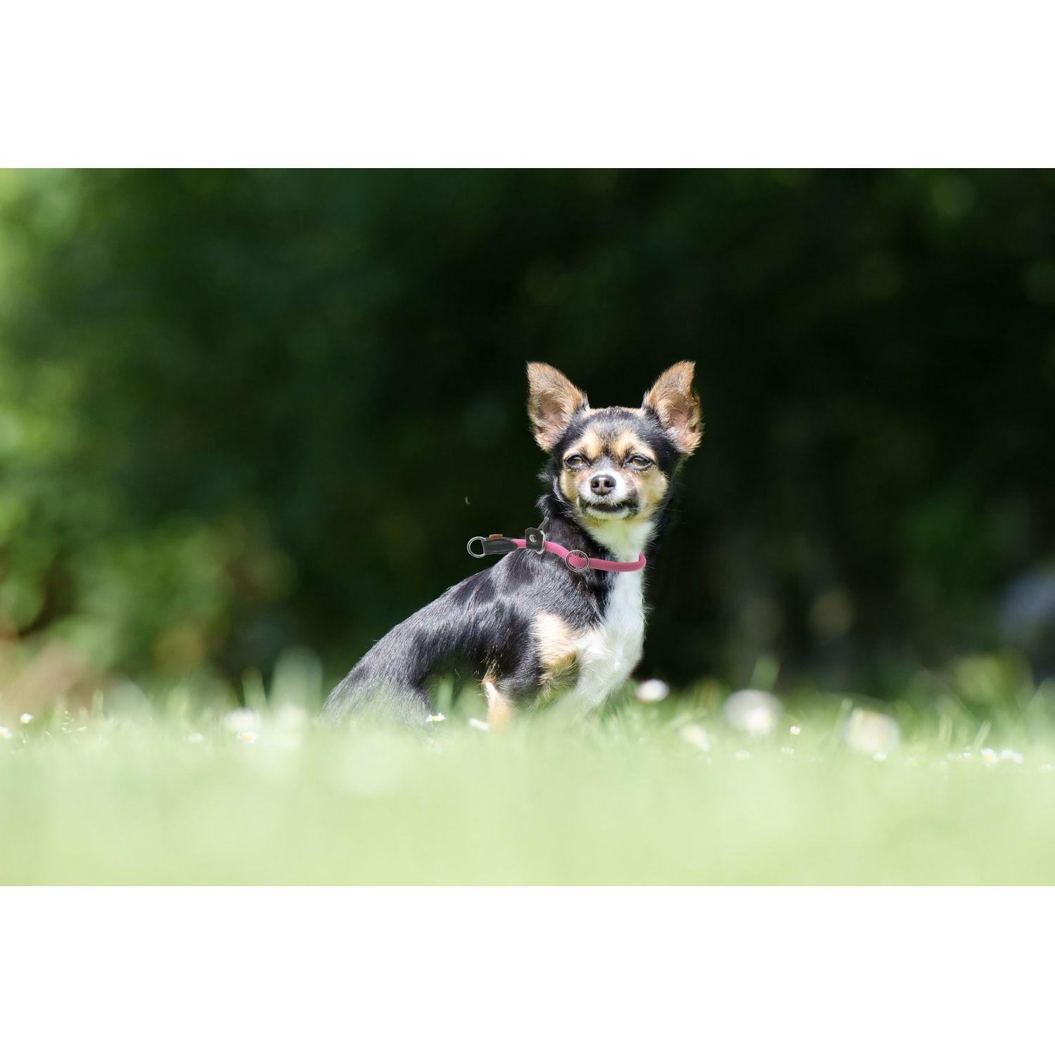 Aiminto Braided Round Martingale Dog Collar, Training Collar with Slidable Stop Ring and Adjustable Stopper - Ideal for Small Dogs (S(1/4") - 14" Long, Pink)