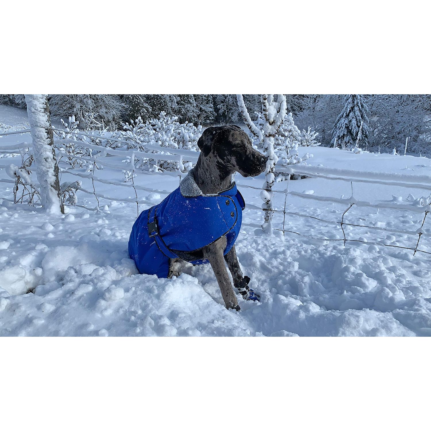 MUTTLUKS, Belted Winter Dog Coat with Waterproof Windproof Breathable Fabric
