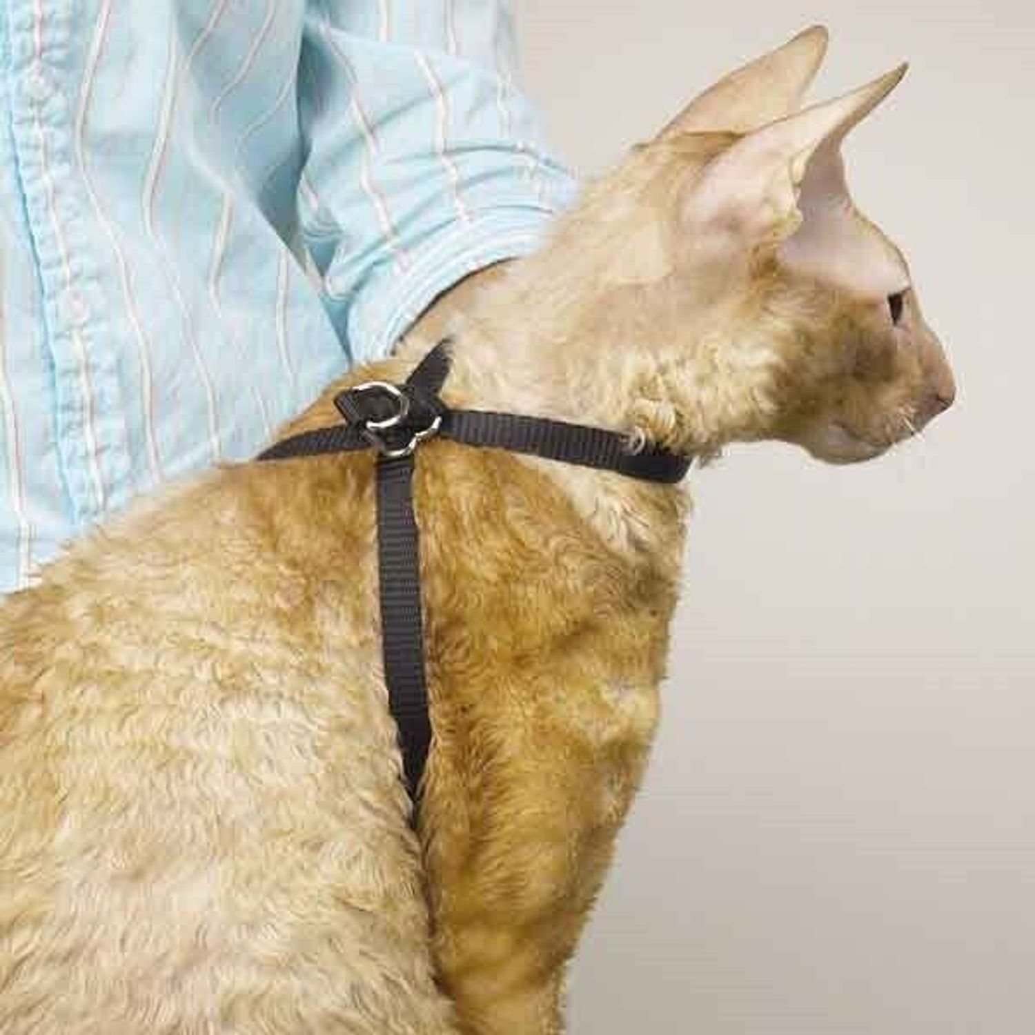 Black Nylon Adjustable Cat Harness 40" Secure Pet Restraint Easy Snap Closure