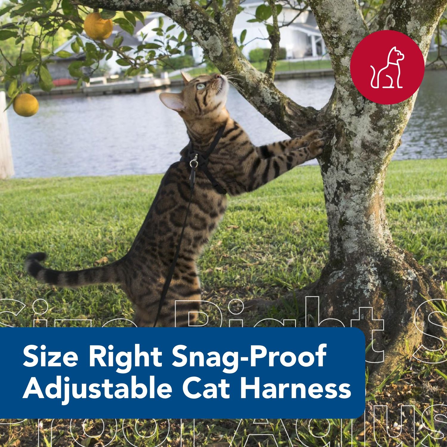 Coastal Pet Size Right Snag-Proof Adjustable Cat Harness - Comfortable Harness for Cats - Adjustable - Quality Pet Supplies - Medium & Small - Blue, 3/8" x 12-18"