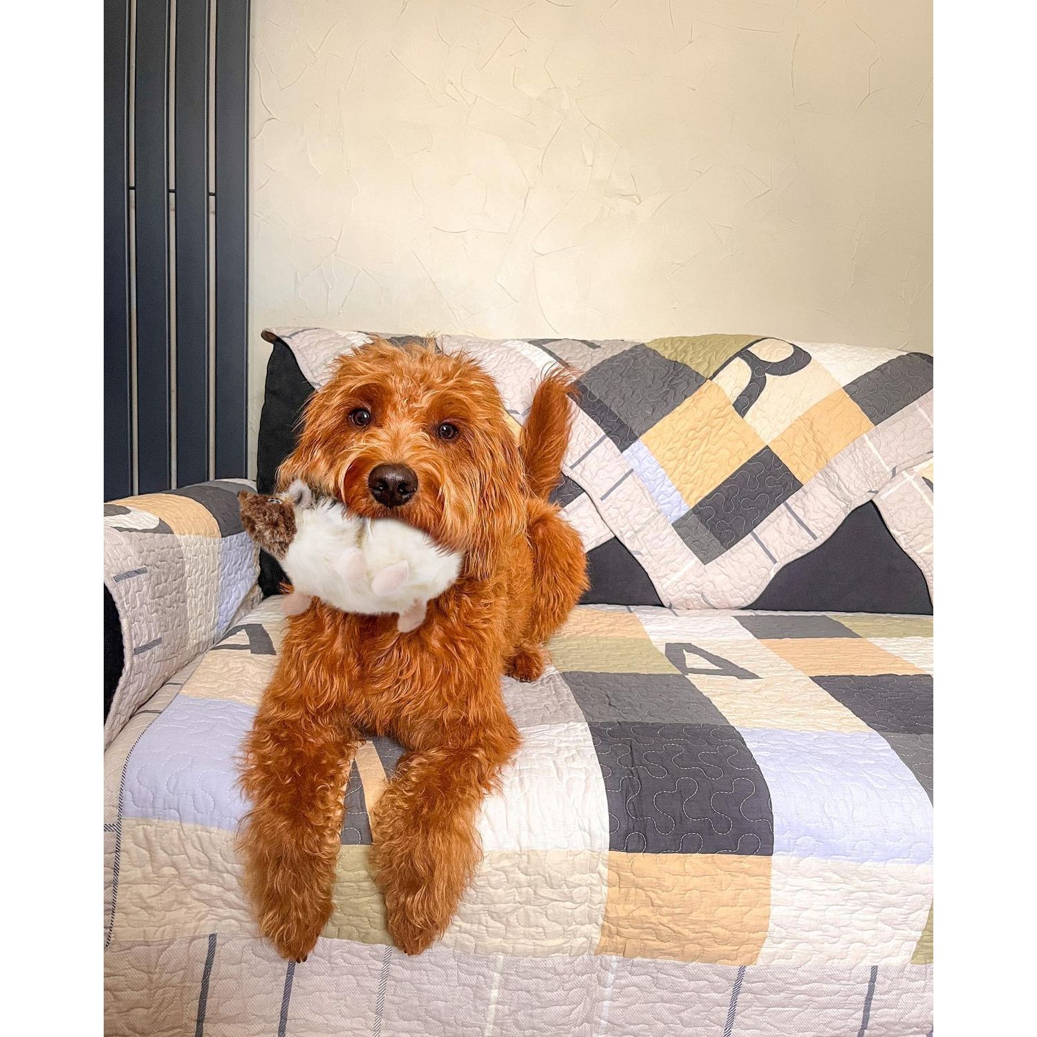 FONBALLOON PARTY Hedgehog Dog Toy, Squeaky Puppy Toys for Small Medium Dogs, Dog