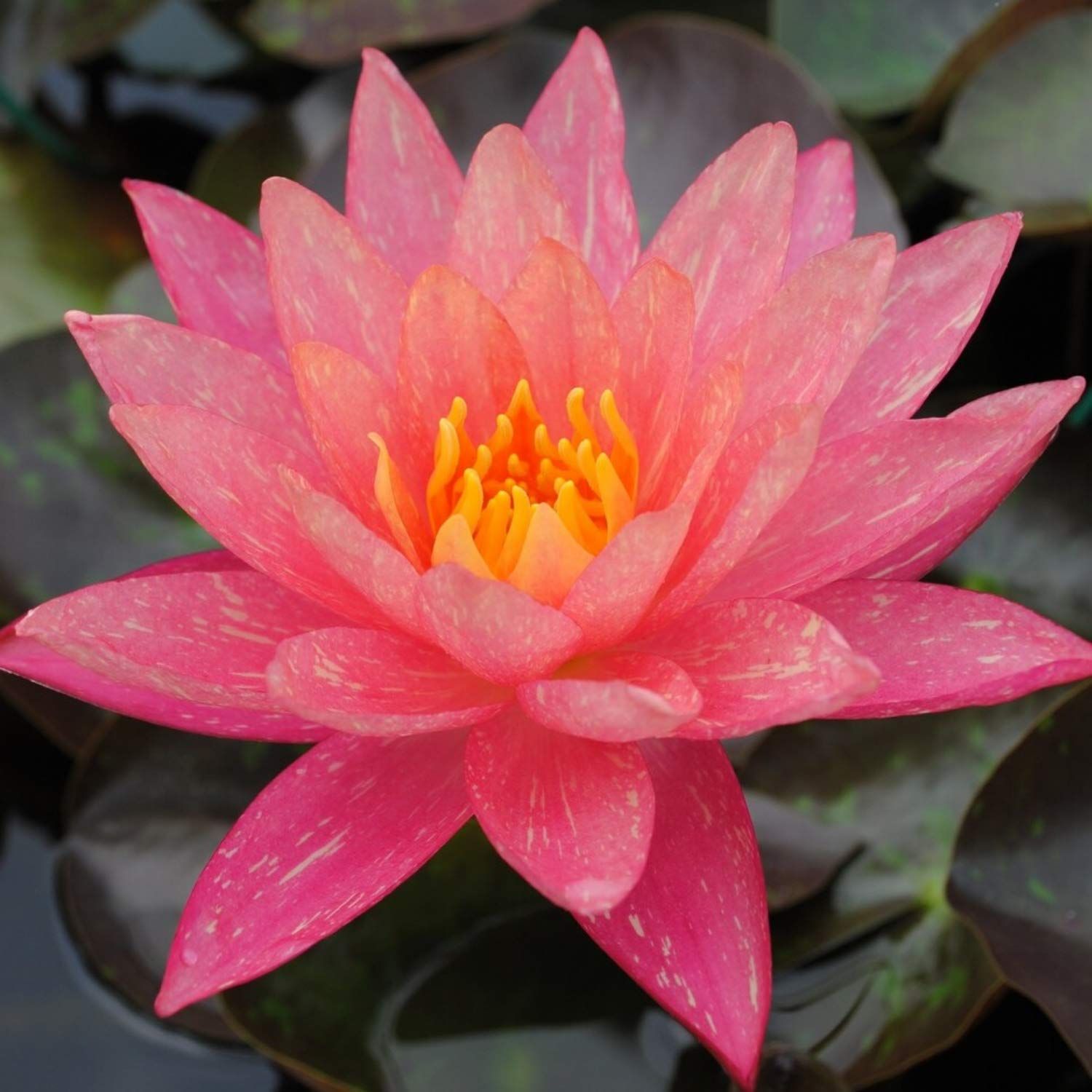 Planterest - Nymphaea Wanvisa Red Hardy Water Lily 1 Rhizome Live Aquarium Plant BUY2GET1FREE
