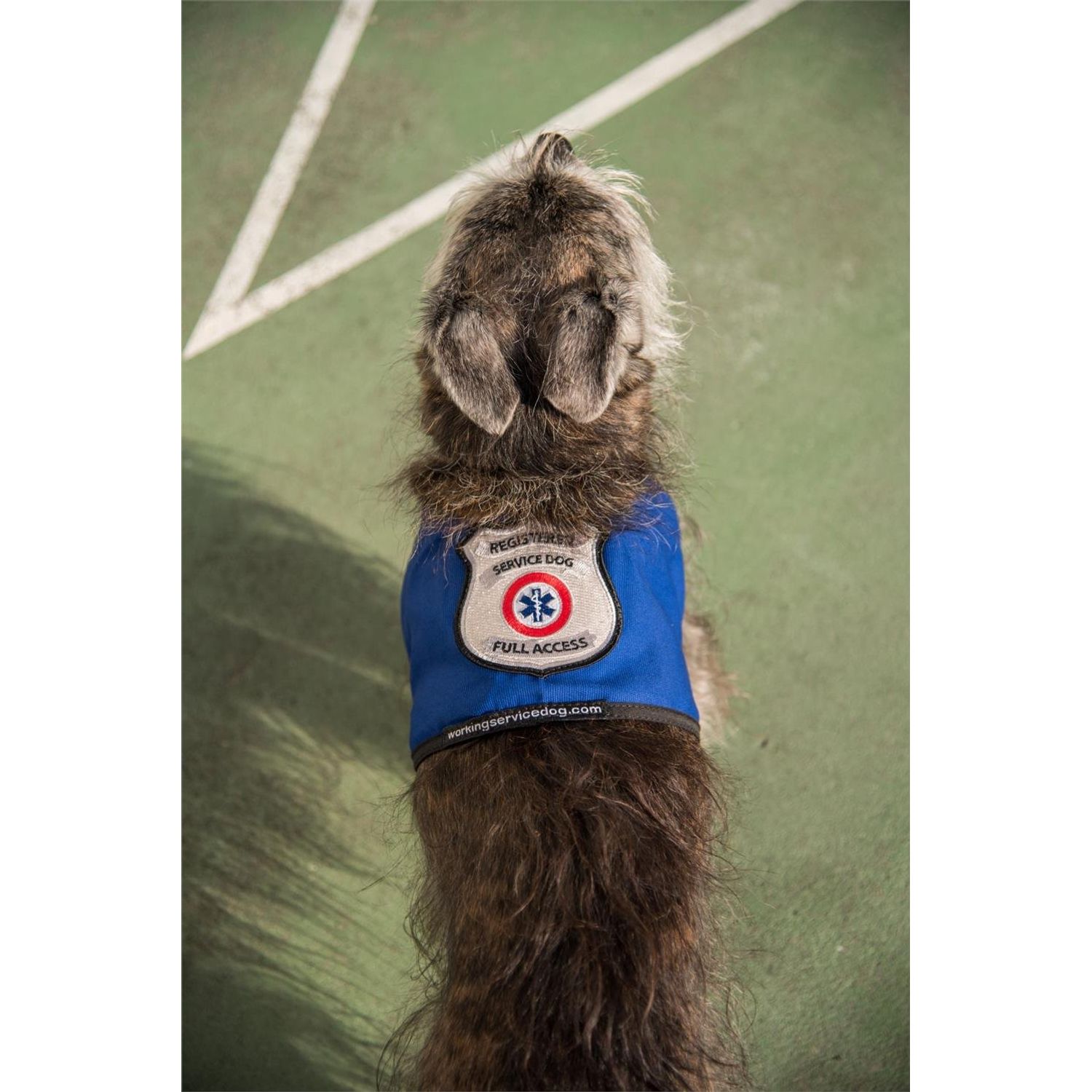 Registered Service Dog Vest - for Smaller Service Dogs (XX Small: 4-7 Pounds, Red) - Includes 5 Federal Law Cards