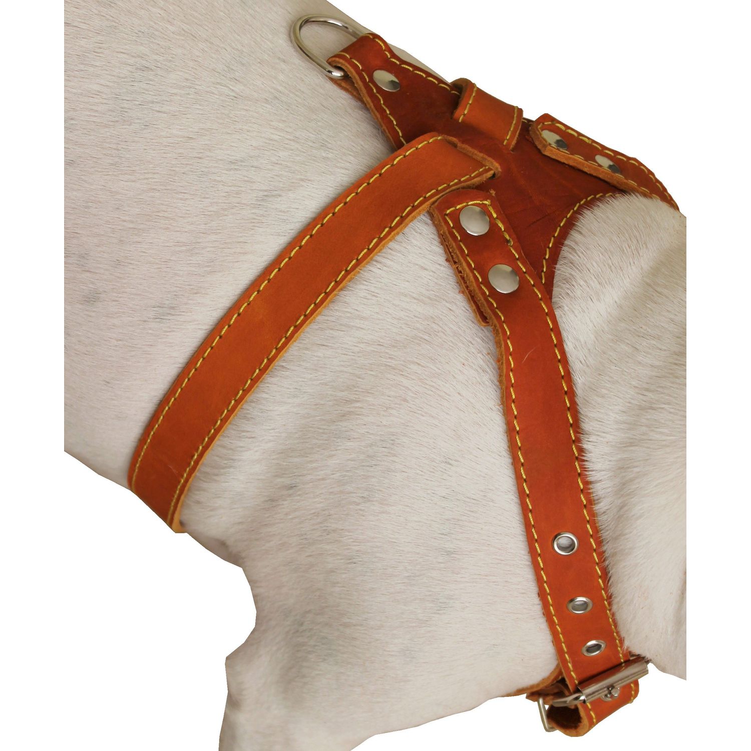 Genuine Leather Dog Harness, Medium. 25.5"-29" Chest size, 1" Wide, Amstaff, Pitbull