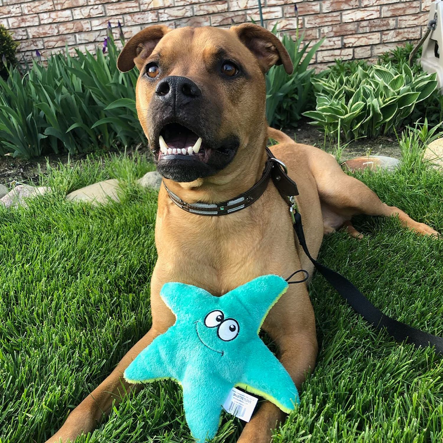 SmartPetLove Tender-Tuffs Easy Grab - Small Squeaky Soft Plush Starfish Dog Toy - Great for Puppies and Adult Dogs