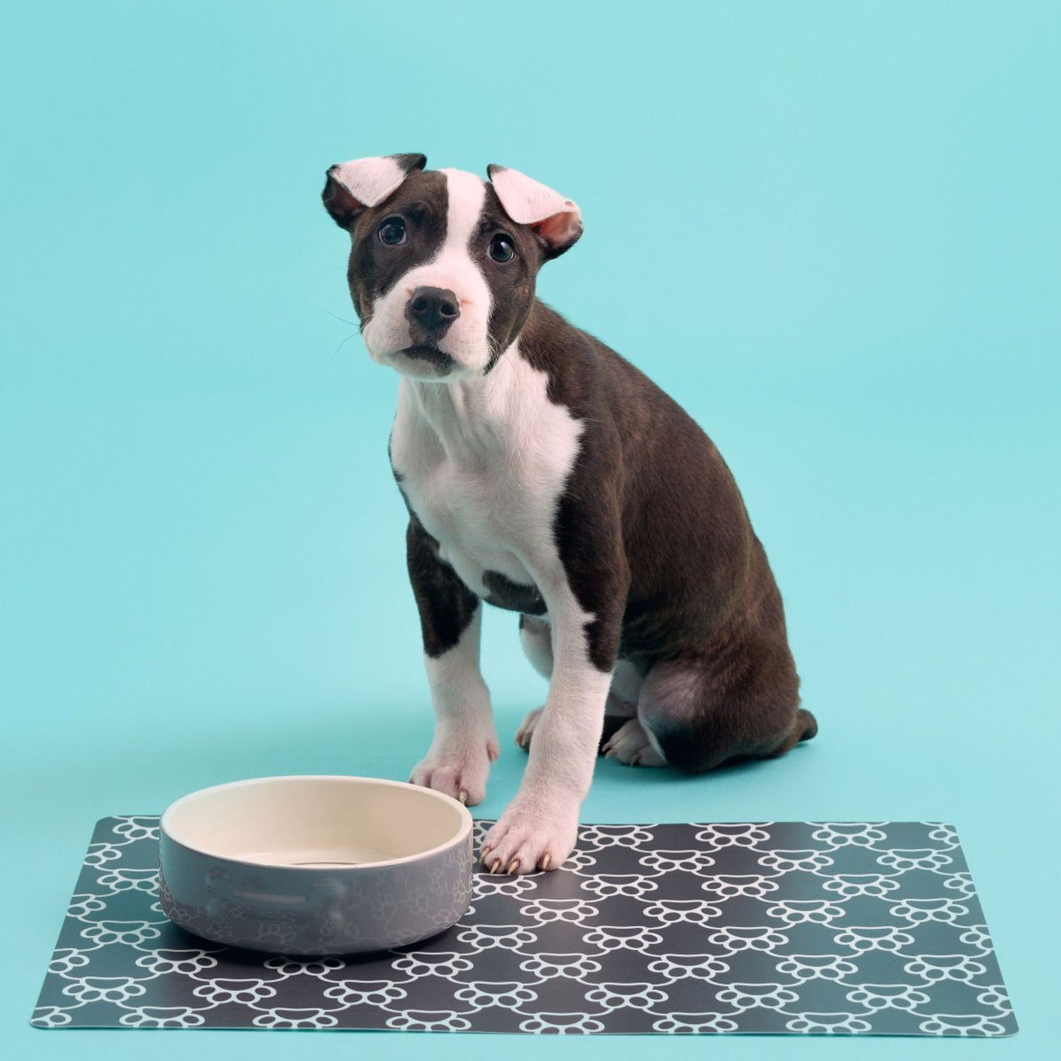 Mason Cash Color Mix Dog Bowl 5.9" | Grey