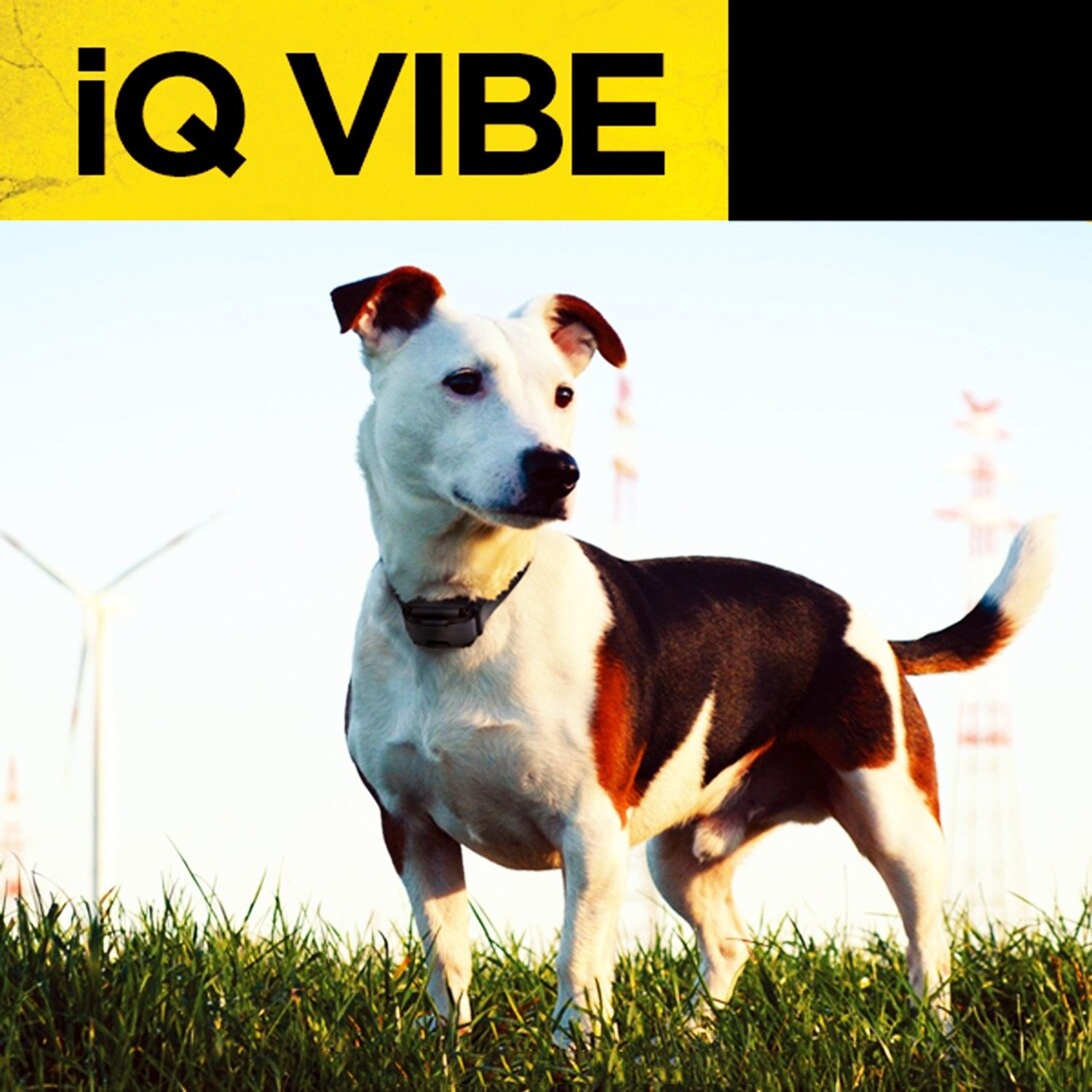 Dogtra iQ Vibe Vibration Only No Bark Dog Collar Rechargeable Waterproof