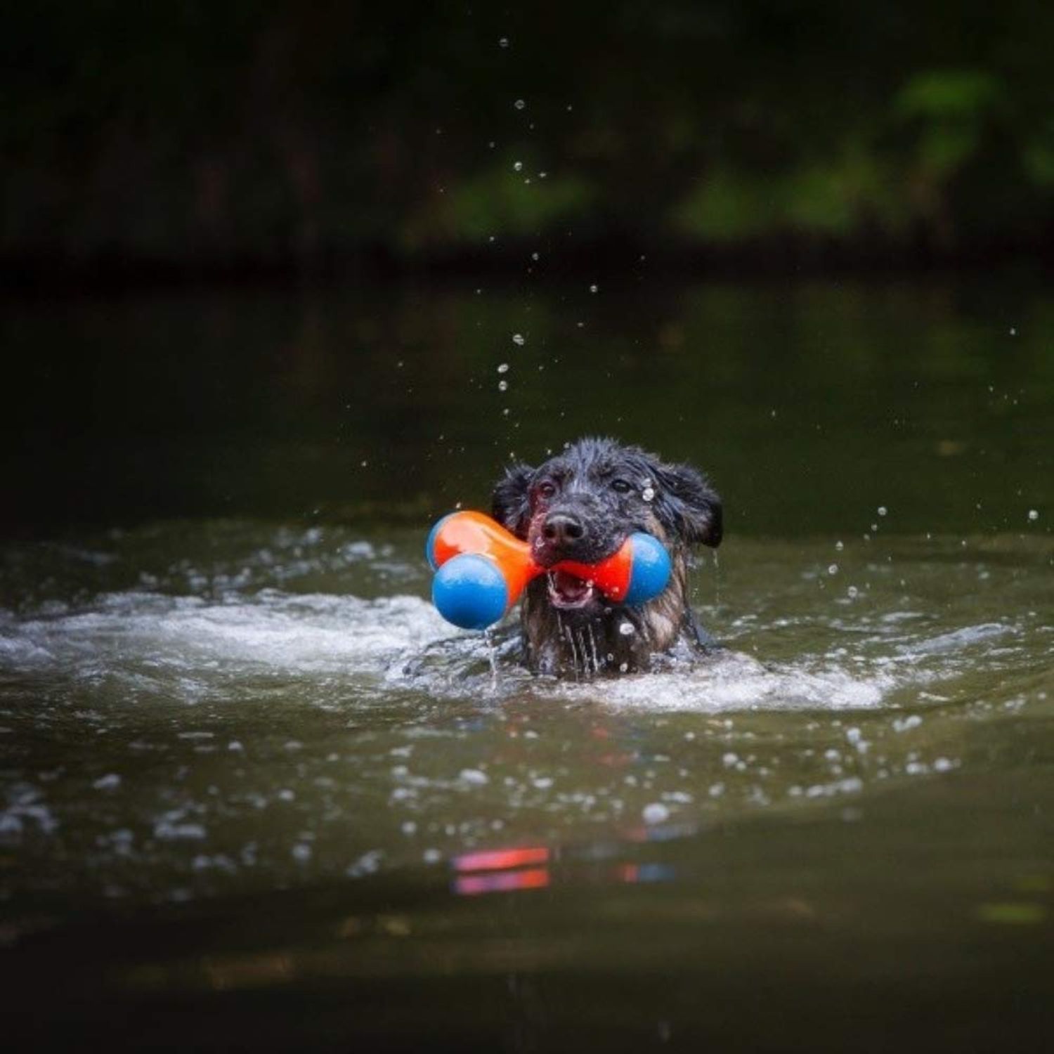 Chuckit! Amphibious Tri-Bumper Fetch Dog Toy, Medium (8.2 Inch),Black